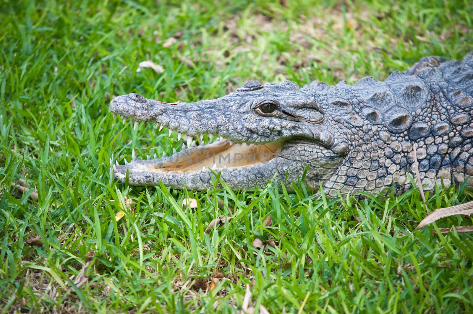 Portrait of a crocodile on a grass background close-up.