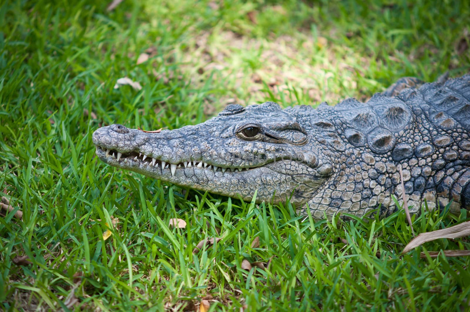 Portrait of a crocodile on a grass background close-up.