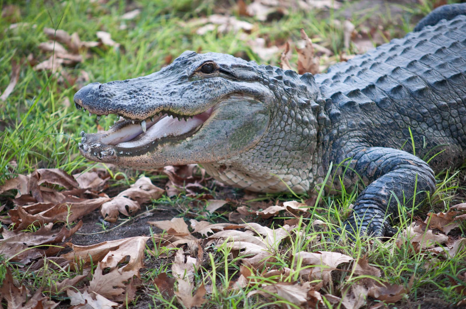 Portrait of a crocodile on a grass background close-up.