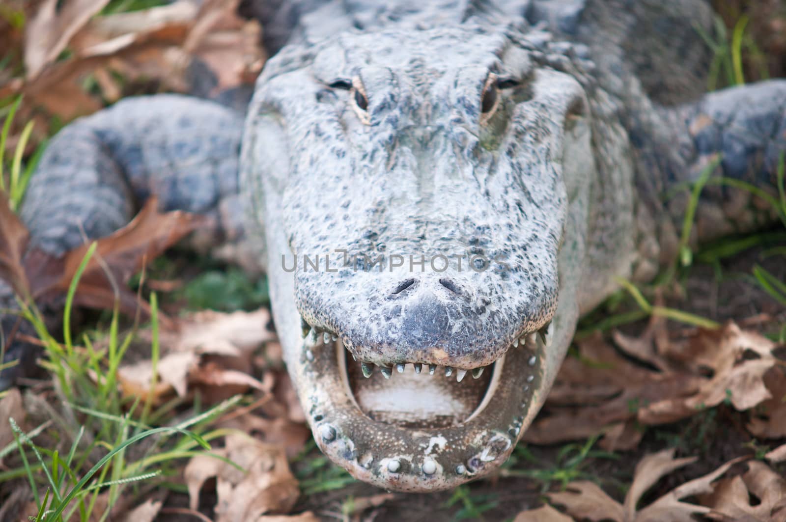 Portrait of a crocodile on a grass background close-up.