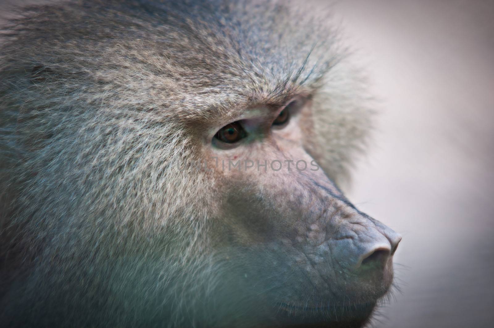 Hamadryas baboon . by LarisaP