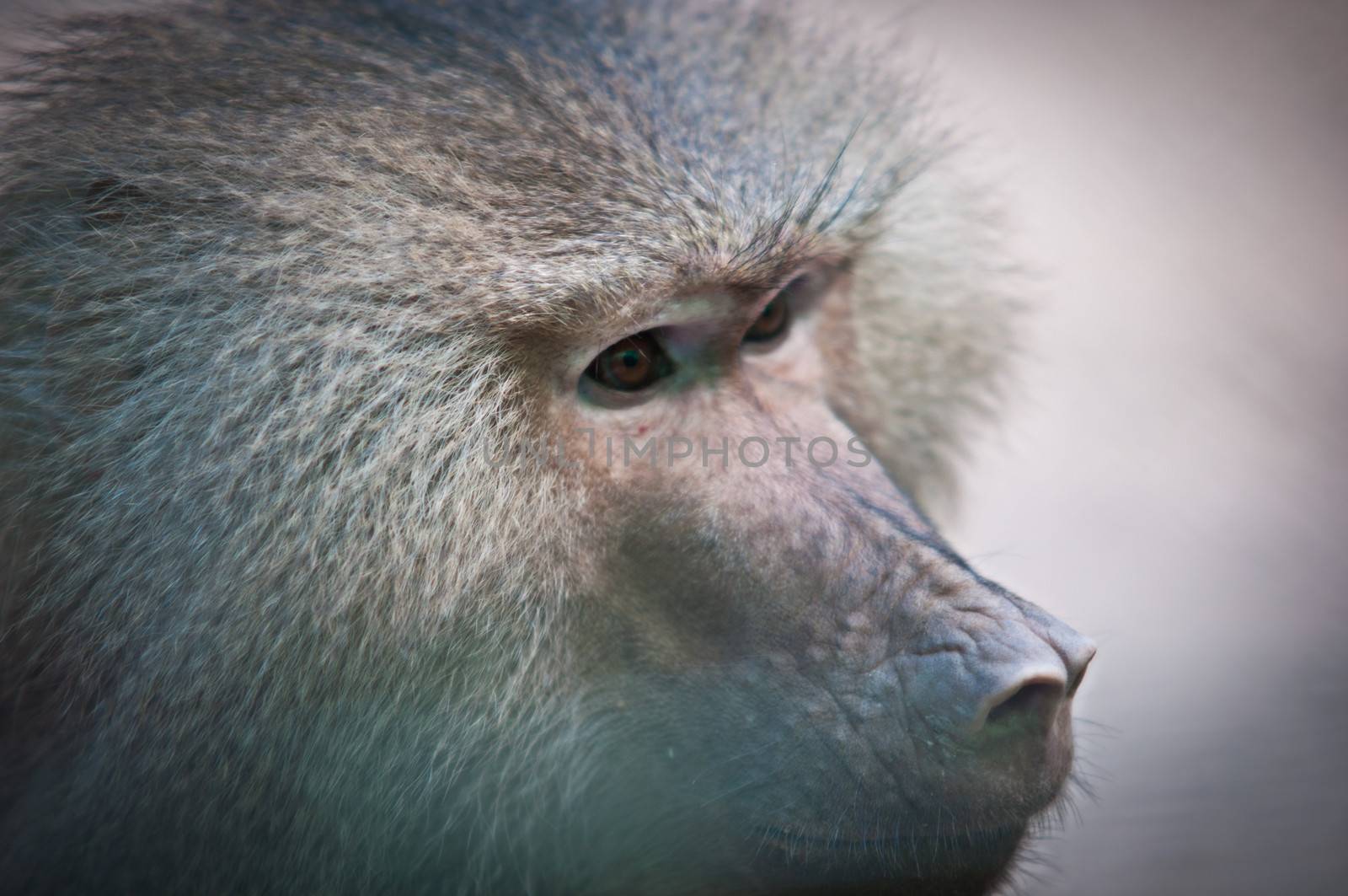 Portrait of Hamadryas baboon close-up .