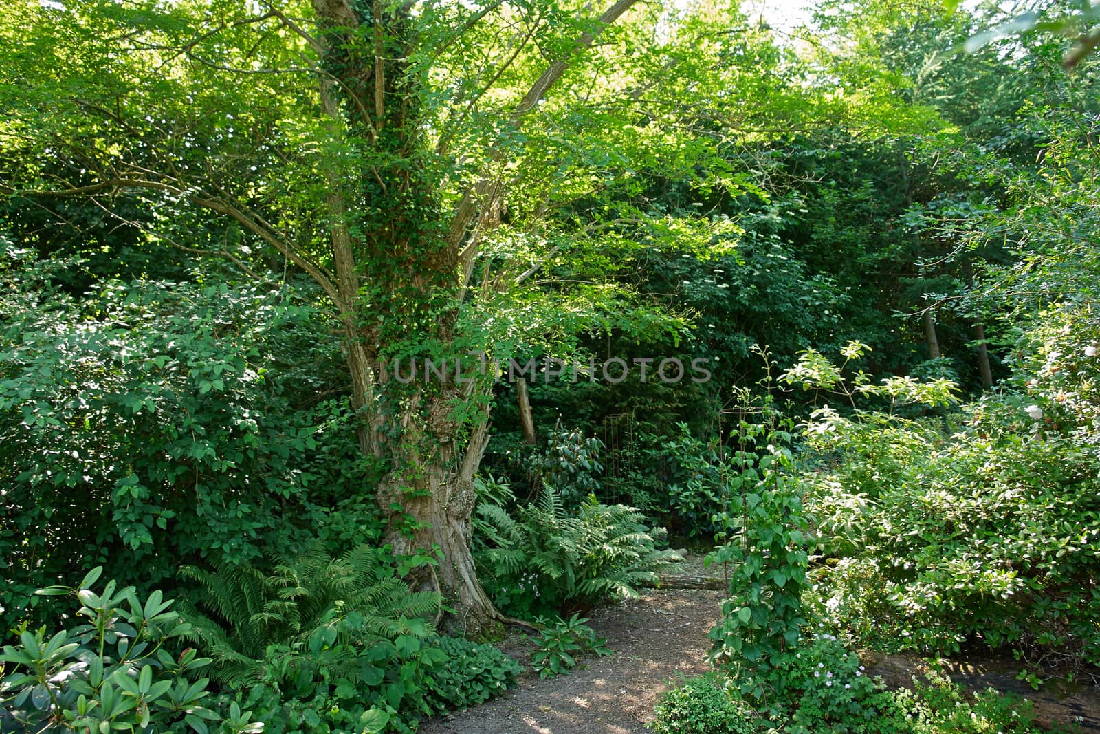 Lush green trees in a beautiful formal garden perfect gardening nature background                              