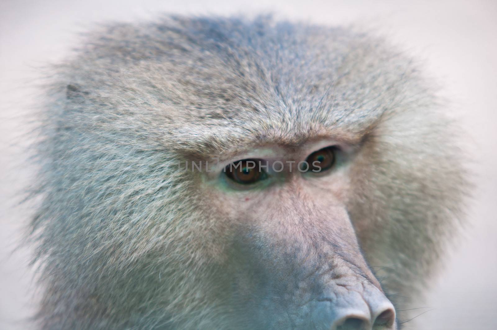 Portrait of Hamadryas baboon close-up .