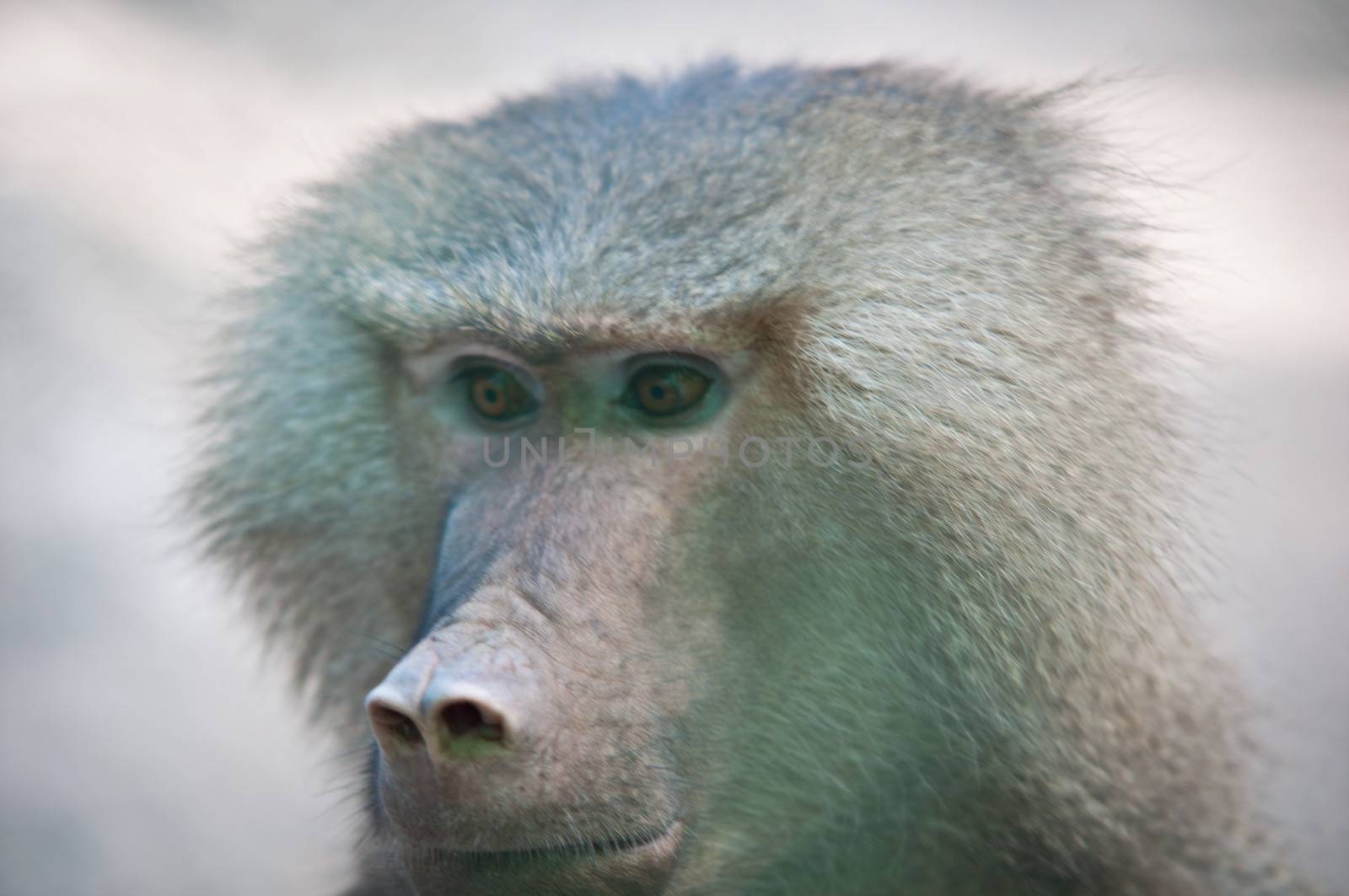 Portrait of Hamadryas baboon close-up .