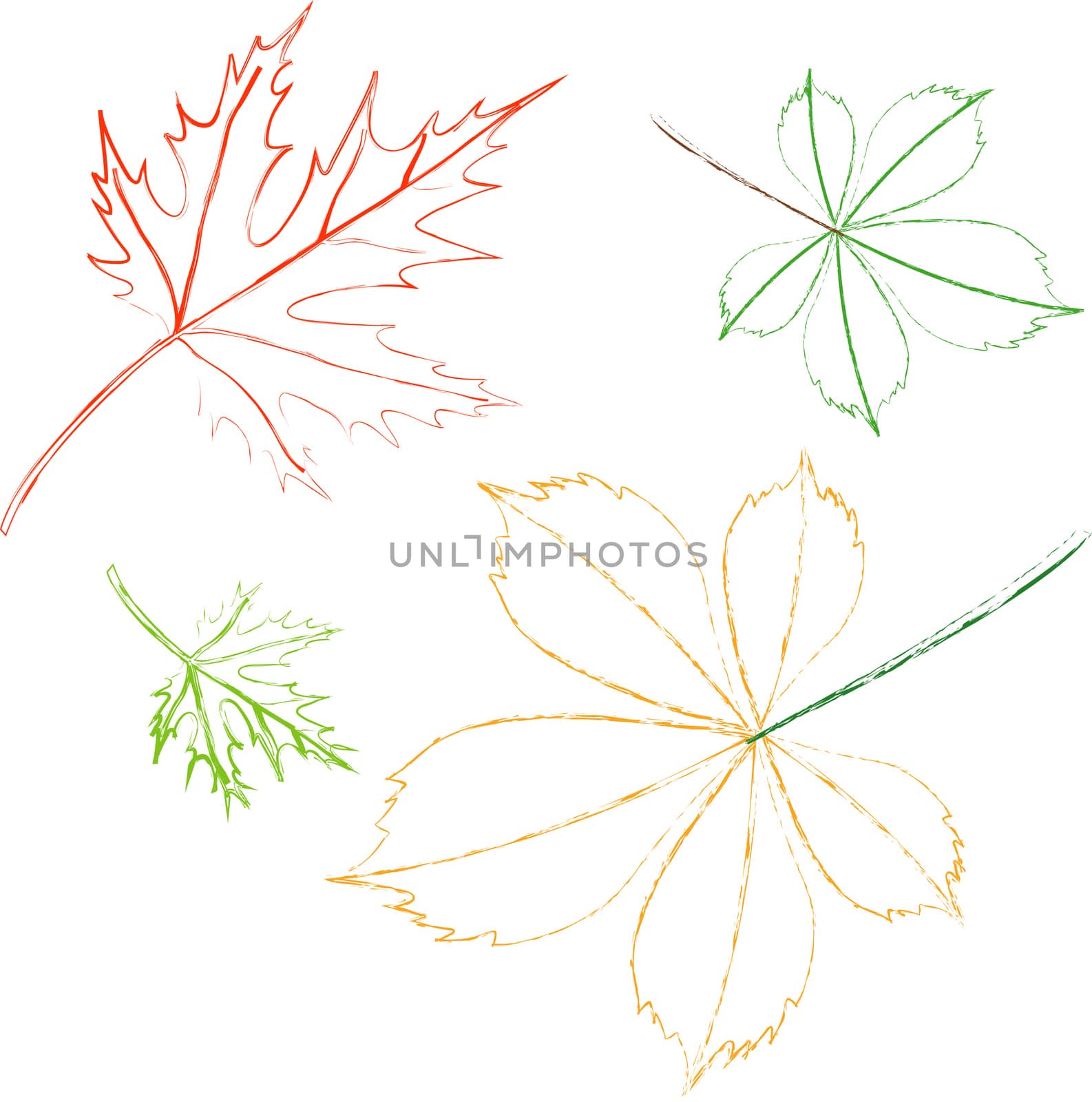 outline leaves on a white background