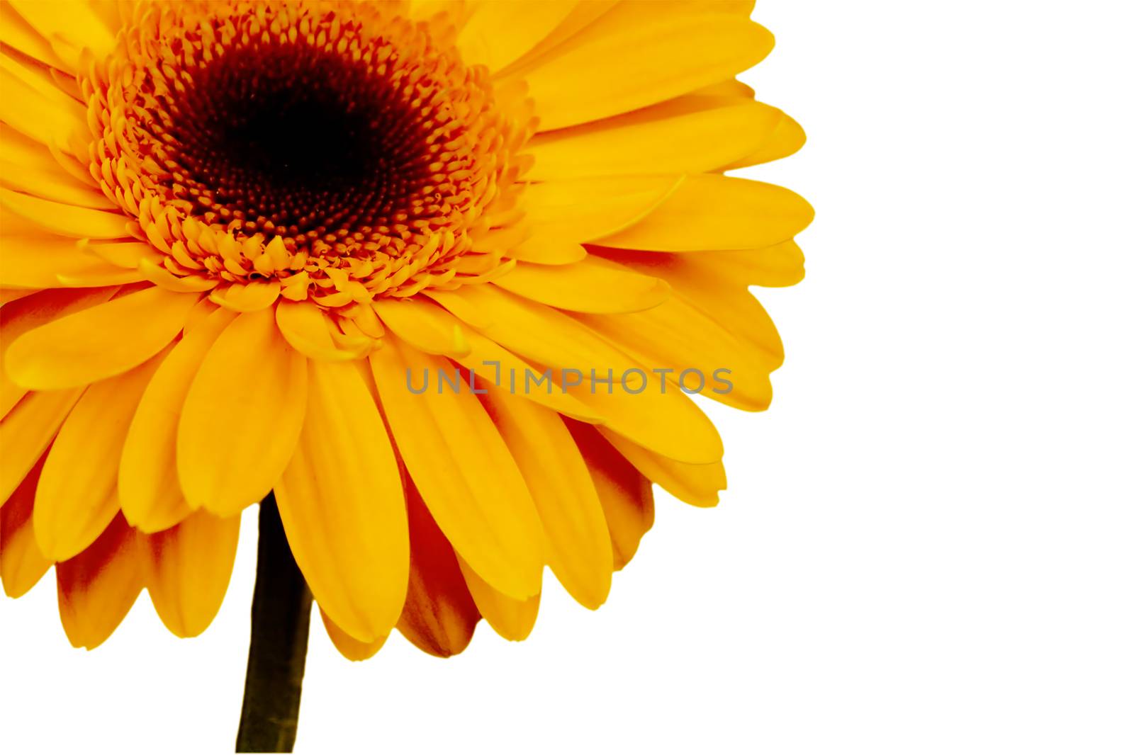 beautiful yellow flower by Serp