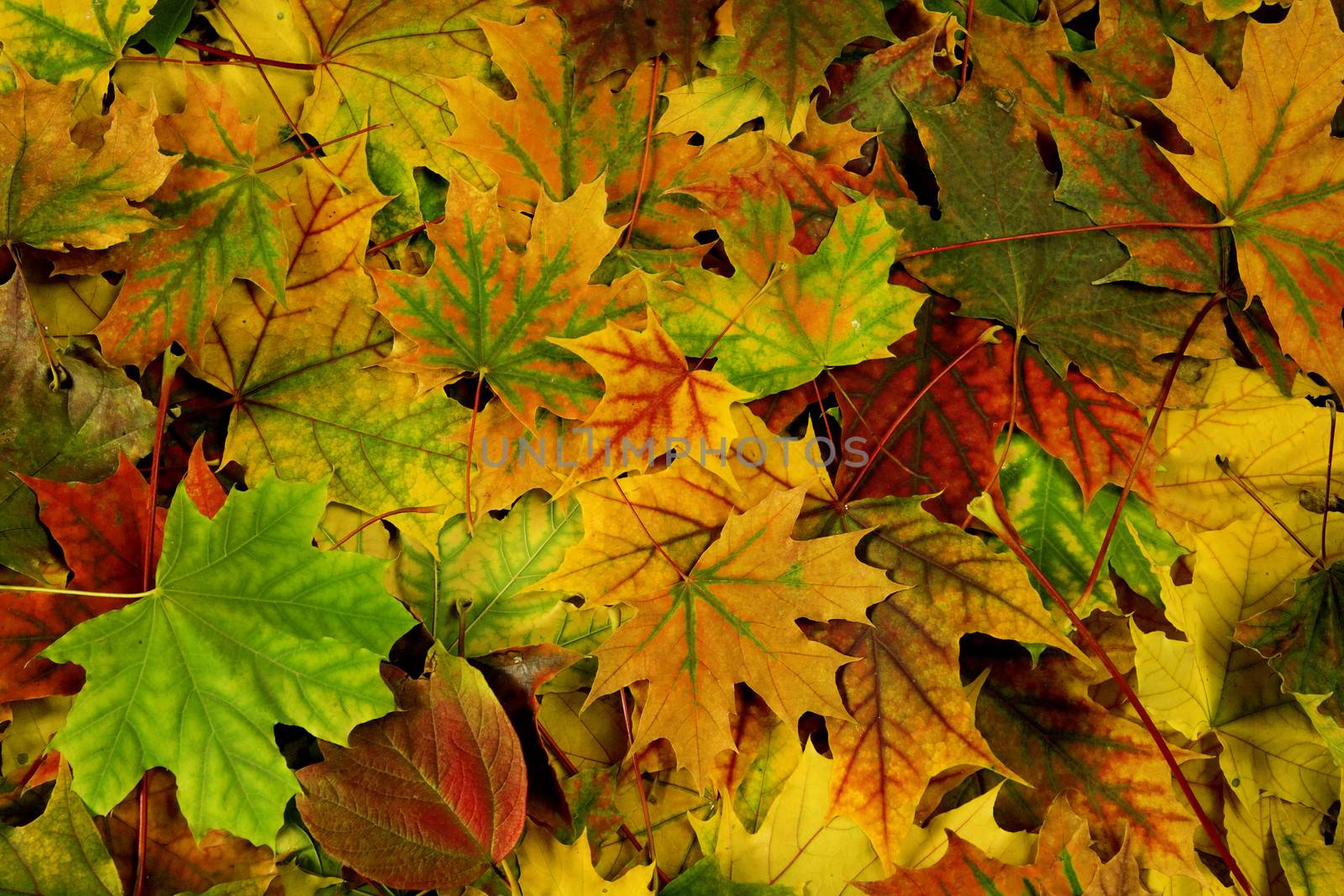 brightly colored autumn leaves as natural background by Serp