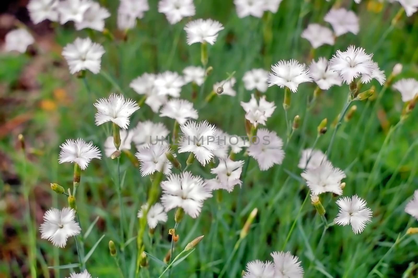 Meadow small flowers with petals of white flowers in spring