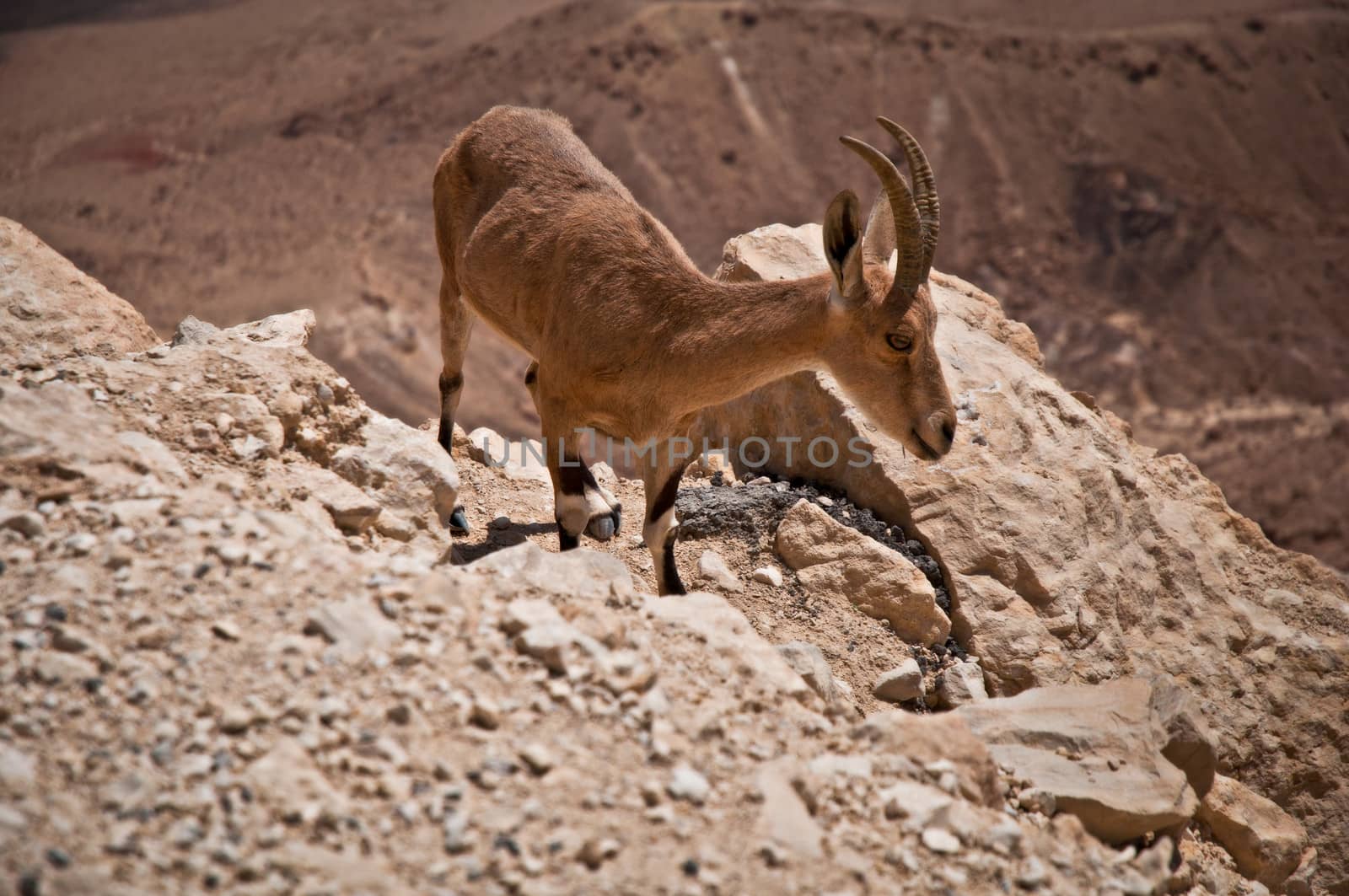 Ibex in the Negev desert. Israel.