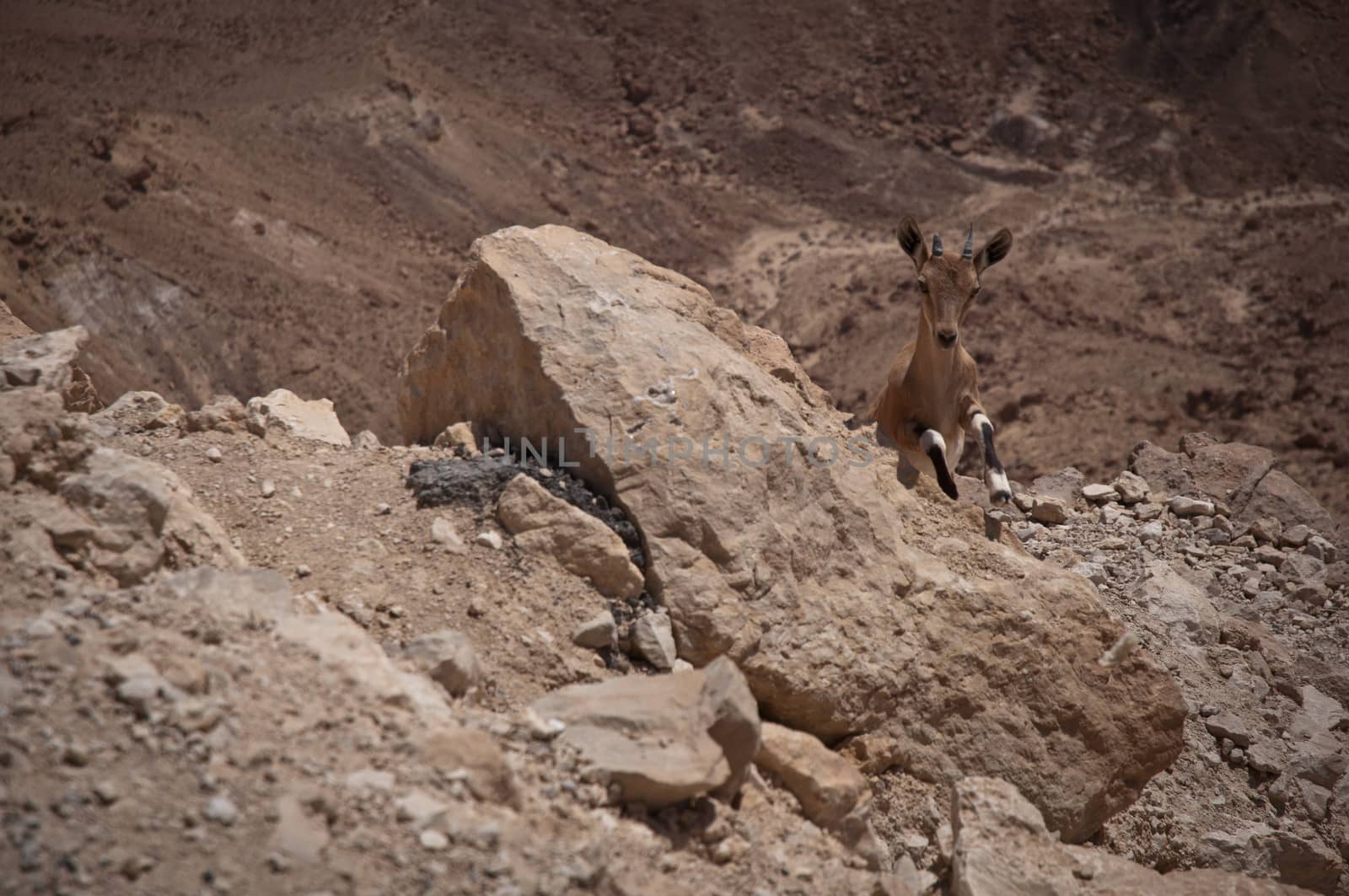 Ibex in the Negev desert. Israel.