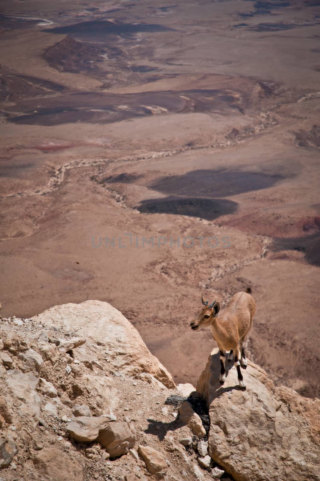 Mountain goat.  by LarisaP