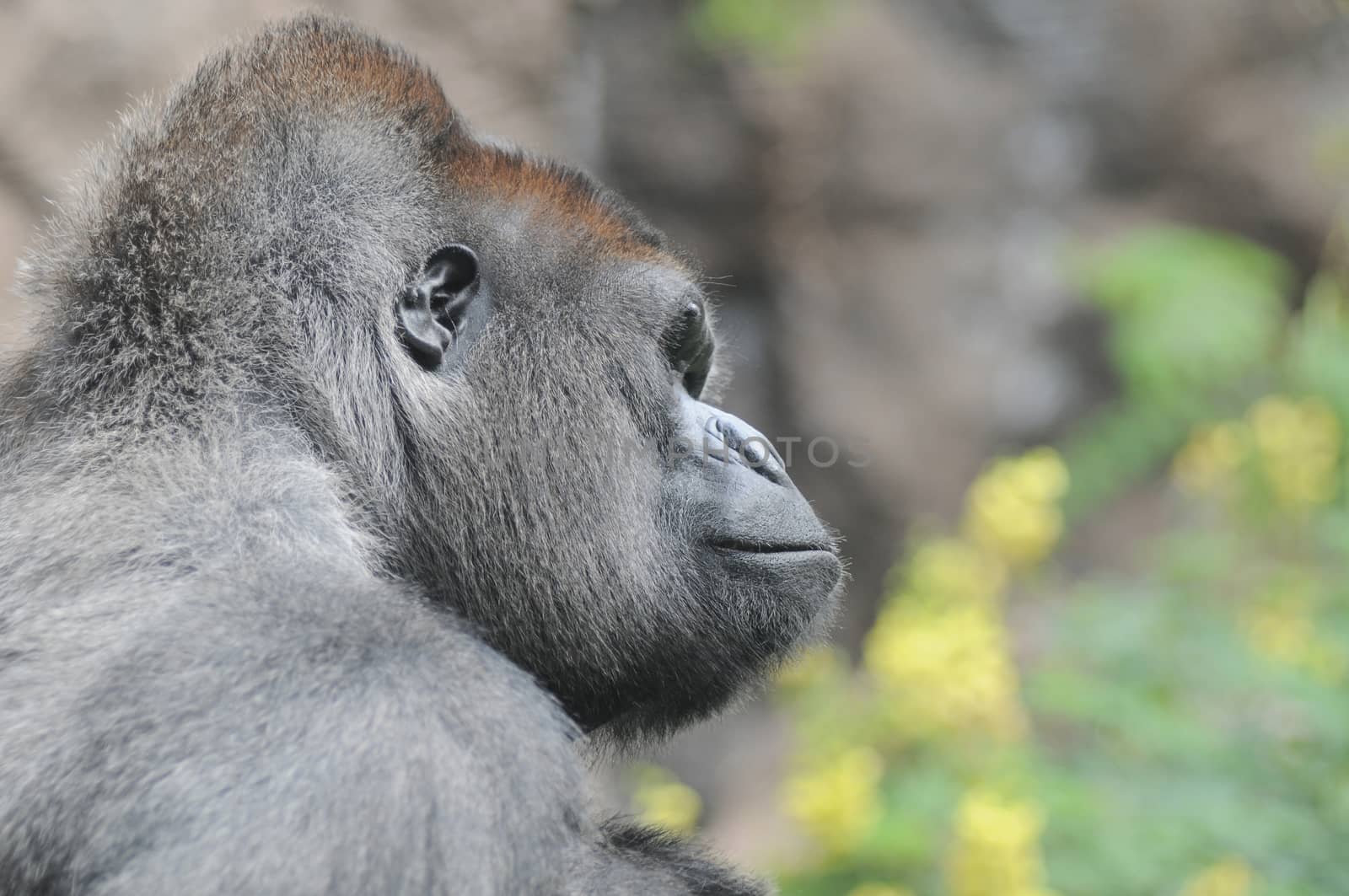 One Adult Black Gorilla near Some Yellow Flowers