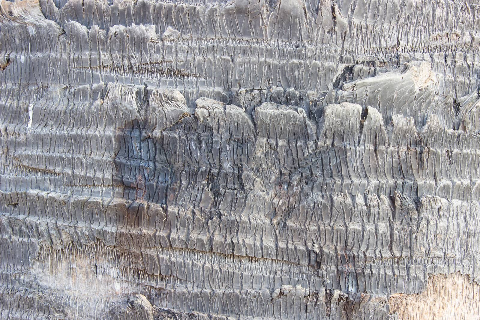 Palm bark texture ,tree bark background