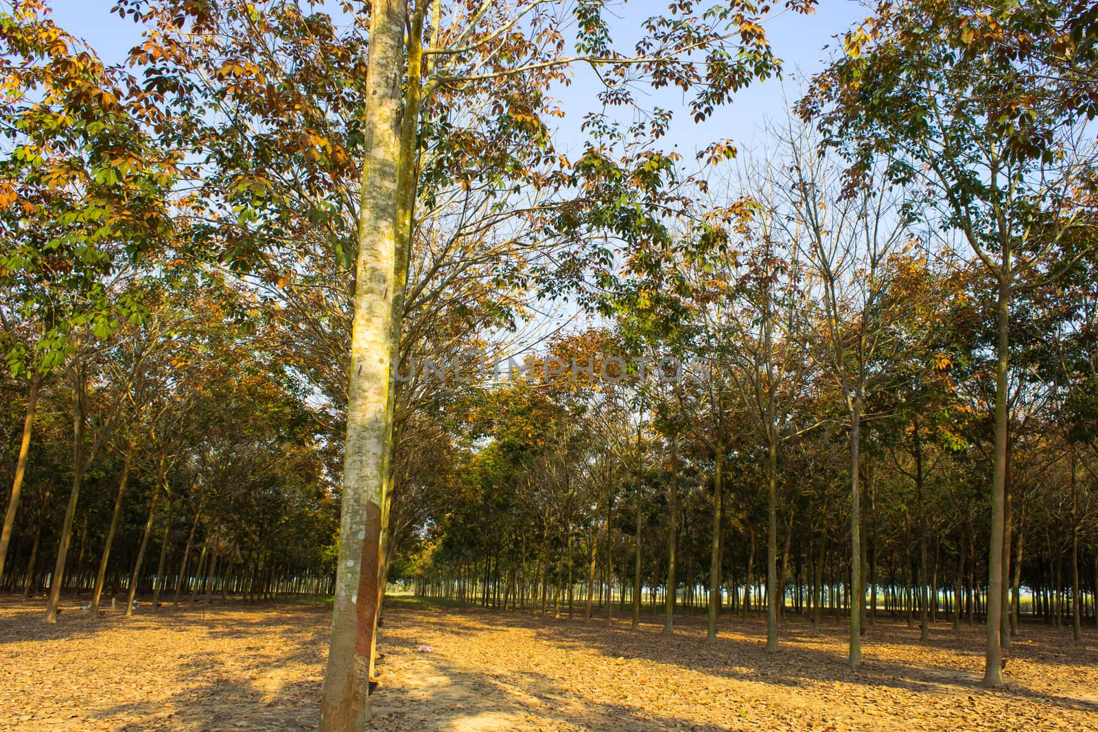 Rubber Plantation by photo2life