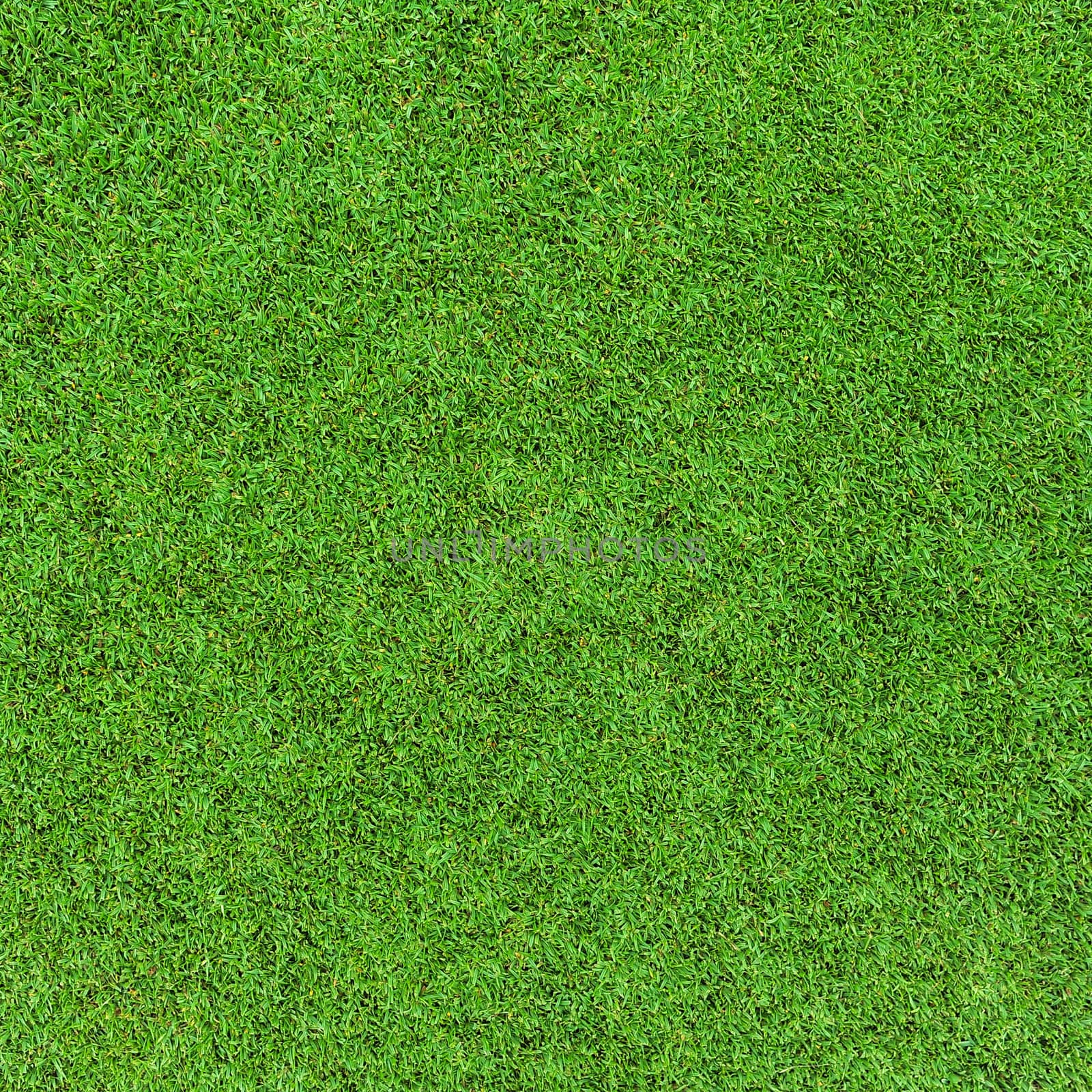 grass background by antpkr