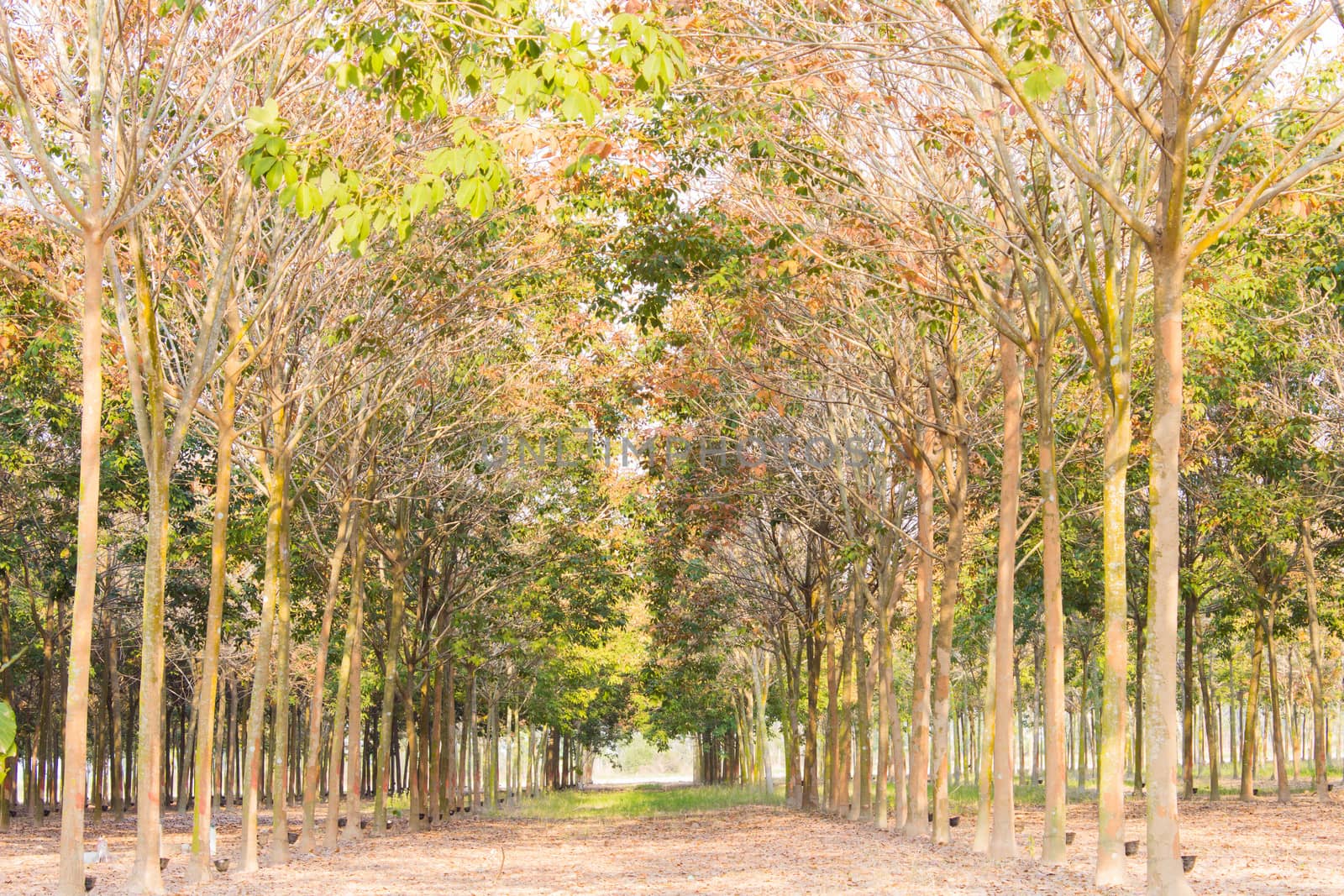 Rubber Tree Background by photo2life