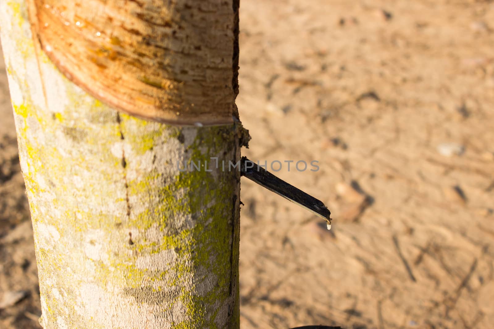 Rubber Plantation by photo2life