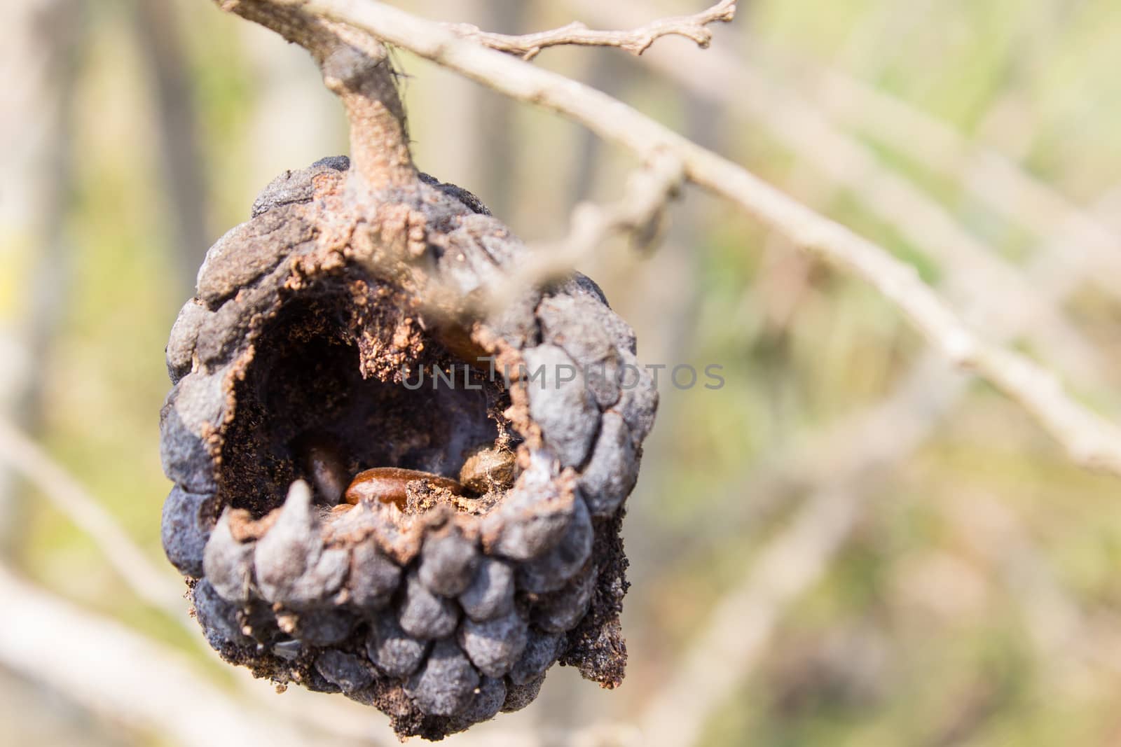 A Sweetsop withered and dry have a hole and see seeds