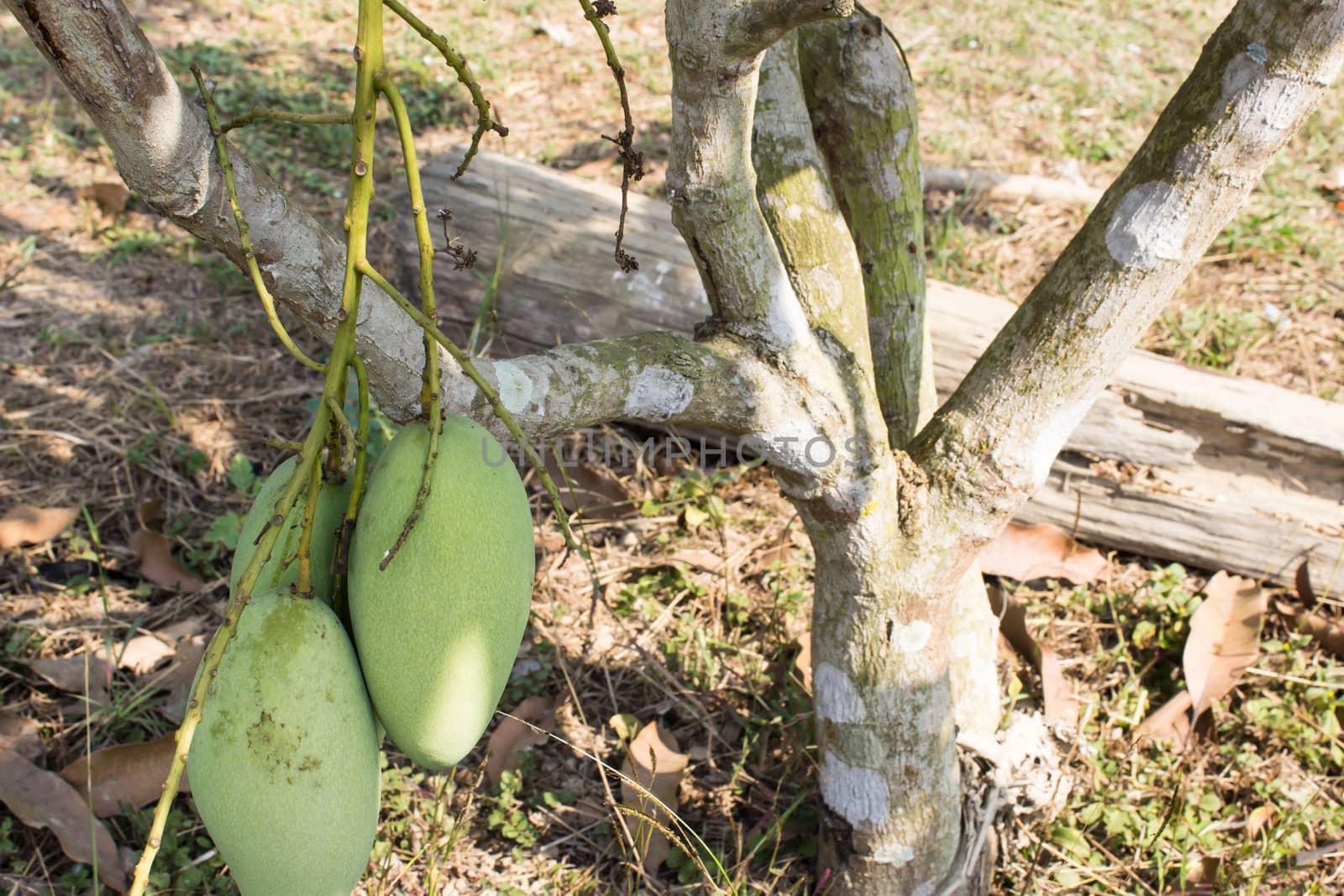 Mango fruits and mango tree