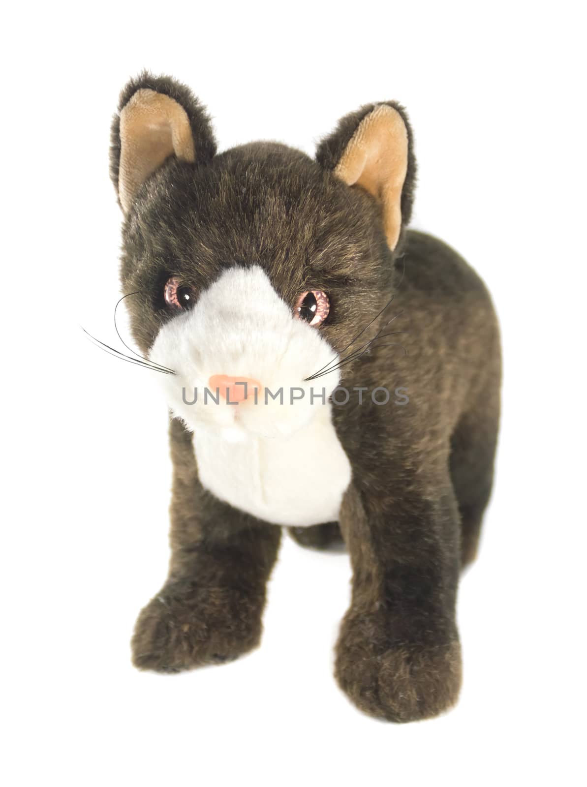 Soft cat doll isolated on white background
