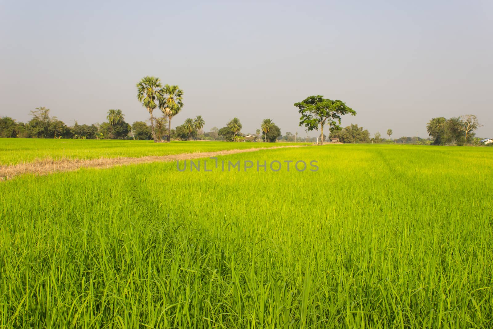 Trees in Paddy Field