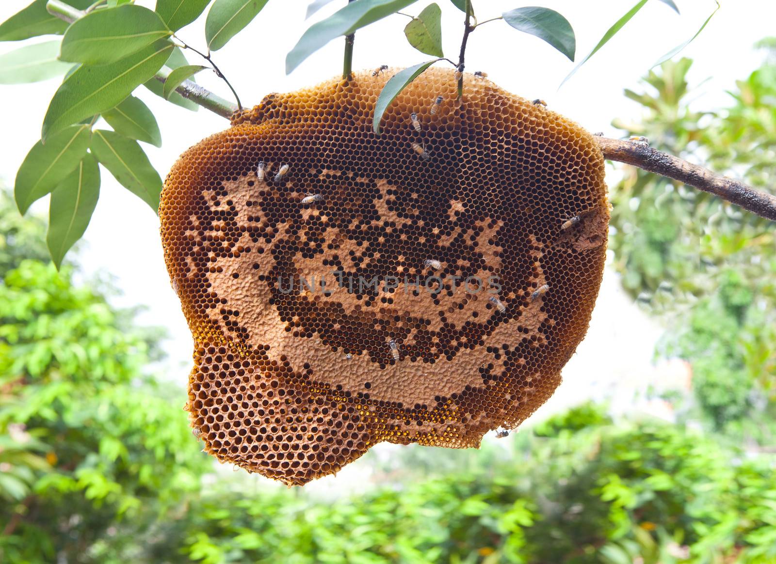 beehive on tree branch by khunaspix