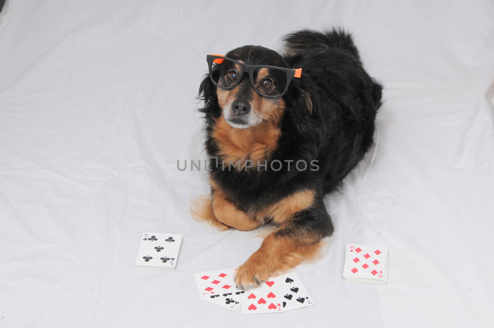 One Smart Old Black Dog Playing Poker On a White Background