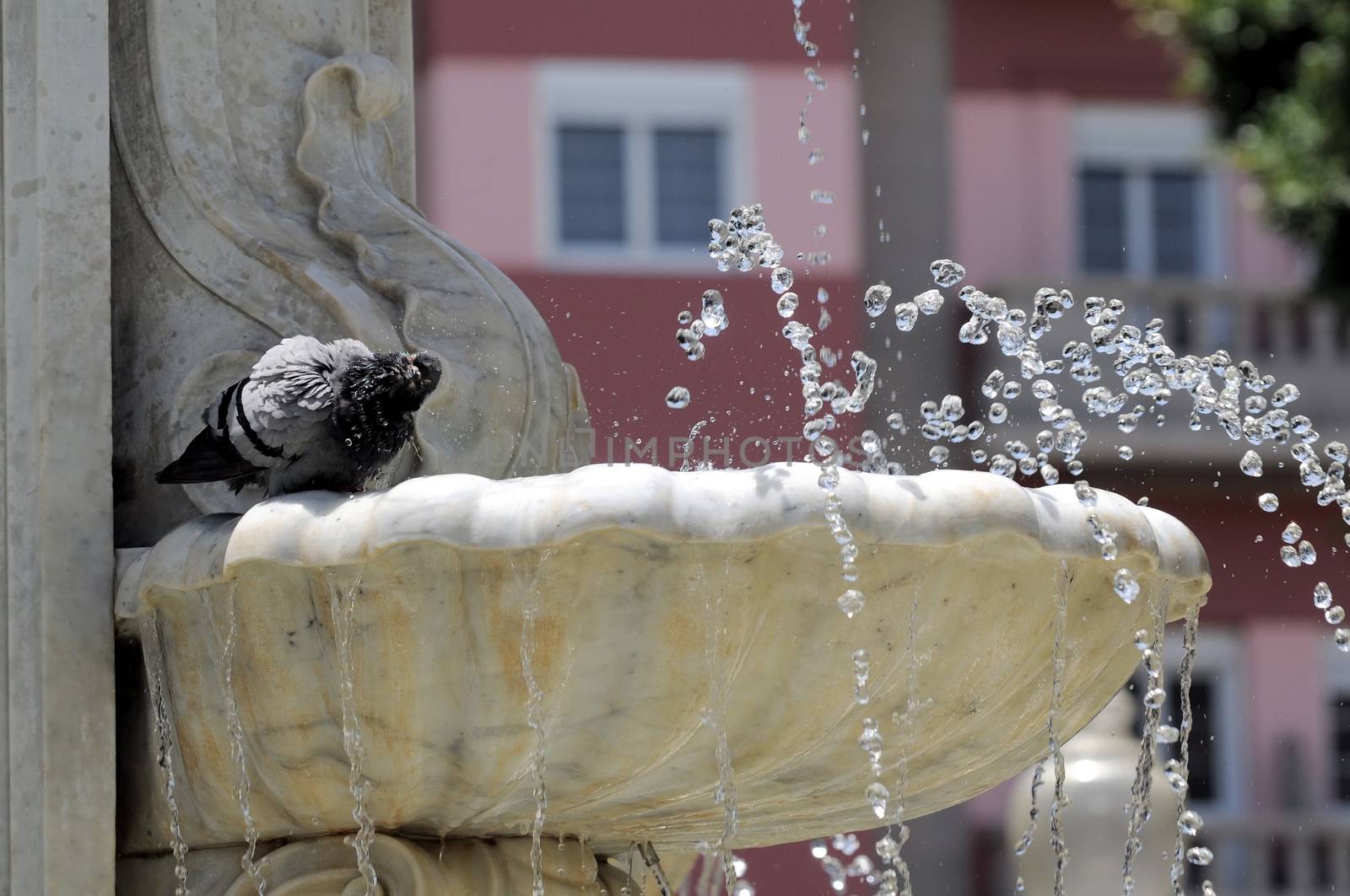 Water splashing out of a Marble Fountain by underworld