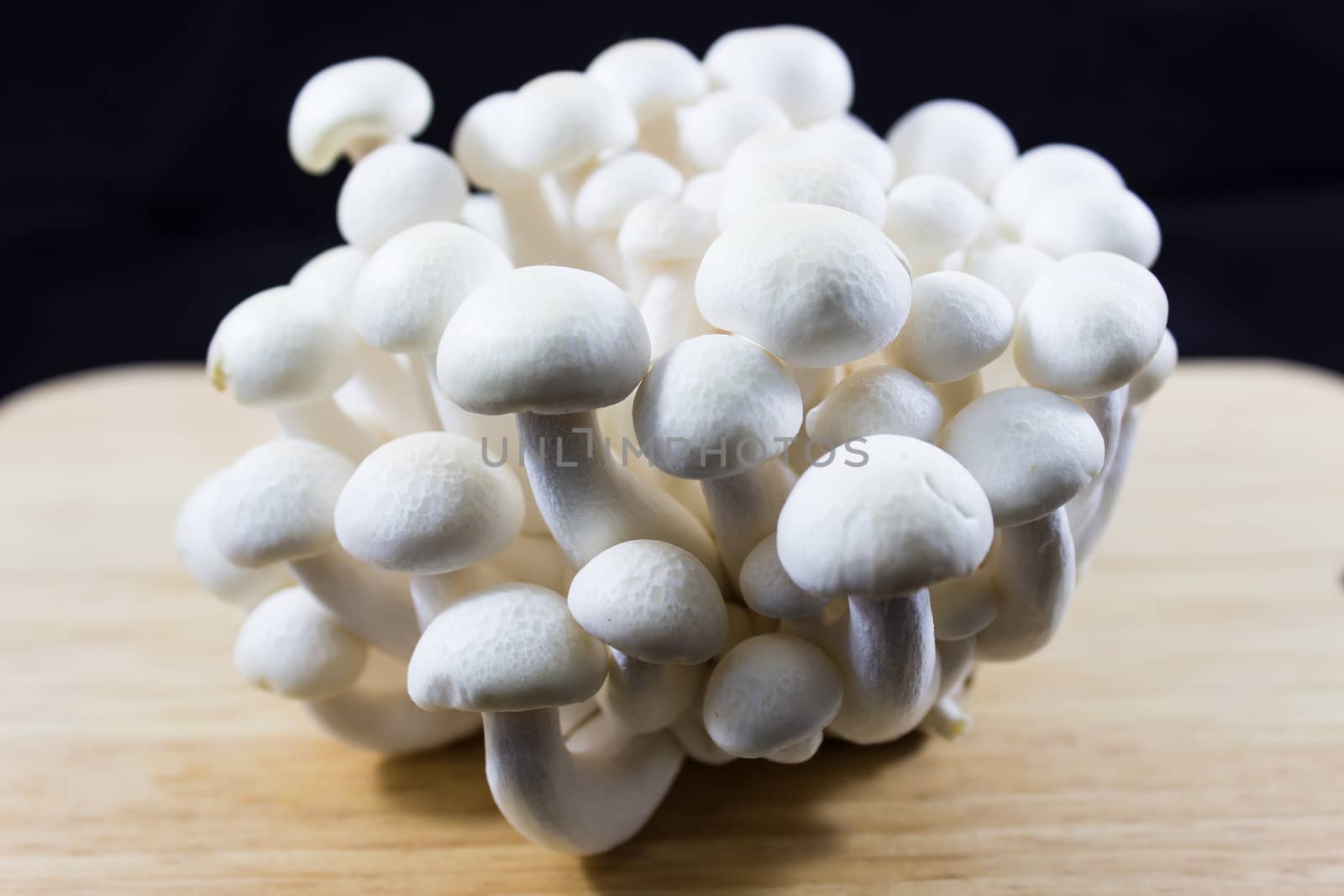 Beech Mushrooms , White Shimeji mushroom on black