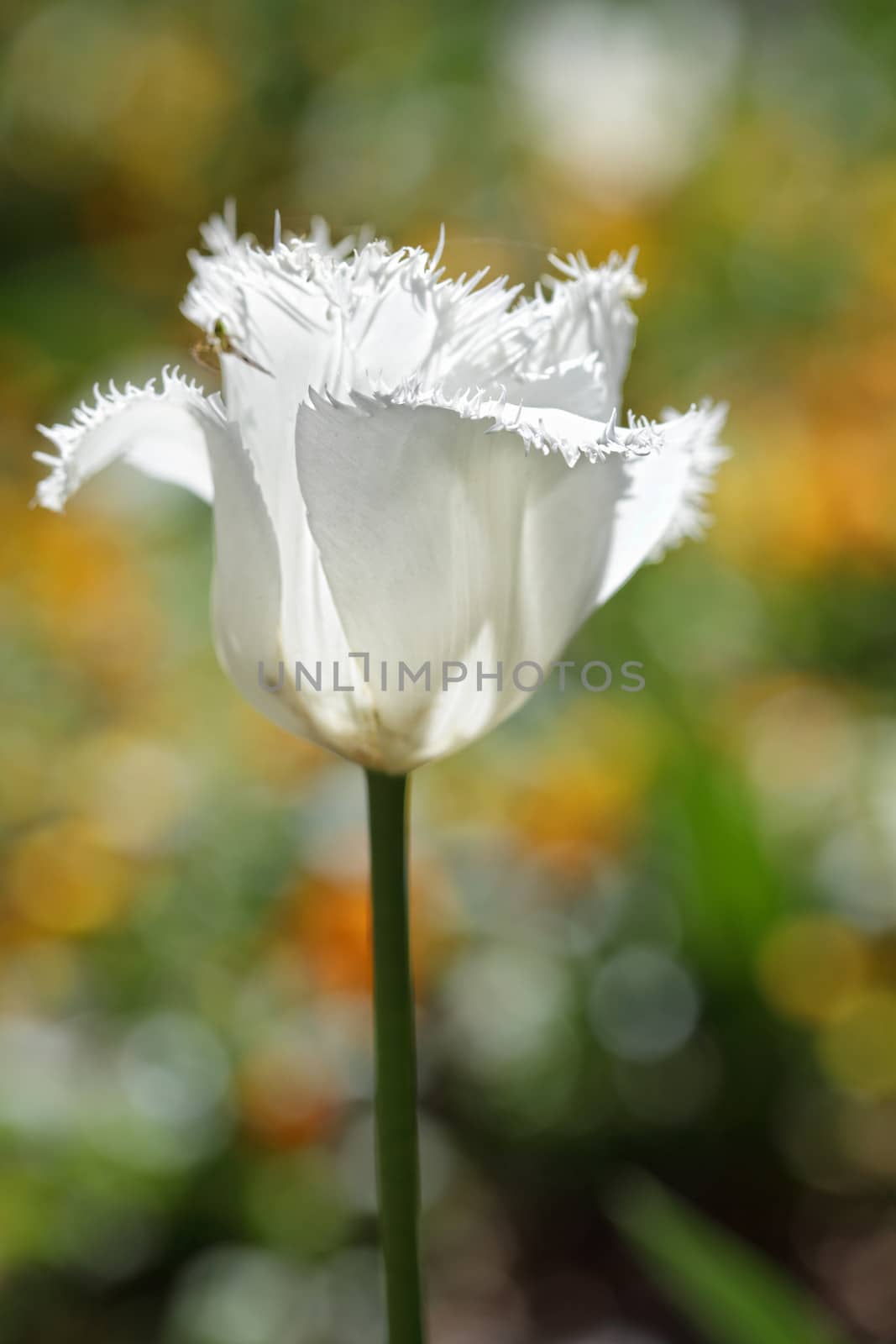 A single white frilly parrot tulip (tulipa) stands out against the spring garden backdrop.  Shallow dof