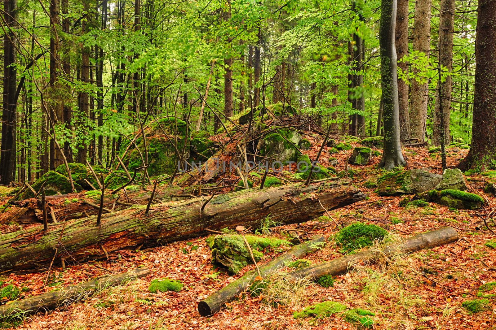 The primeval forest with mossed boulders-HDR

