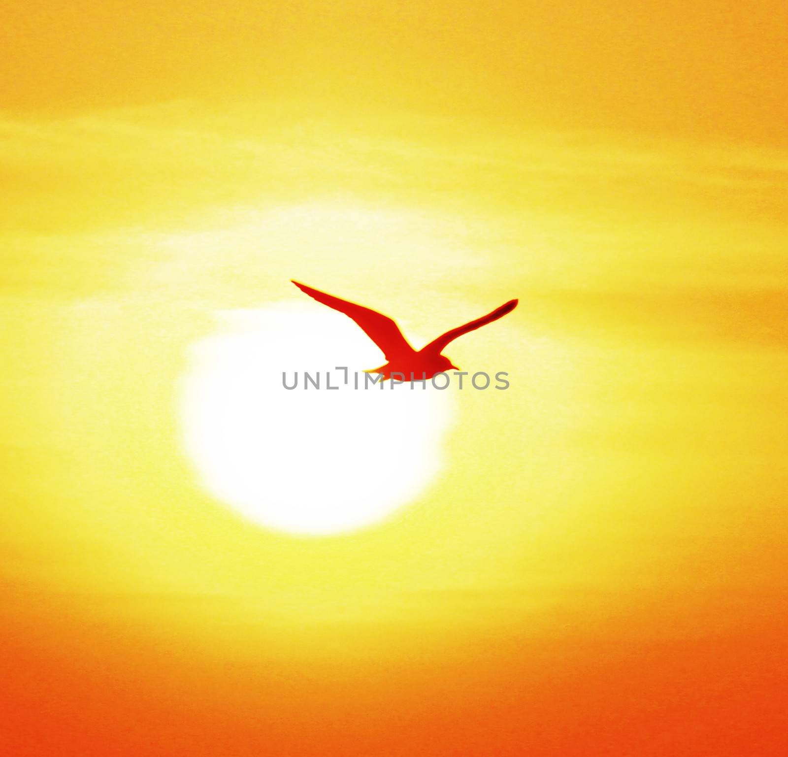 Seagull on sunset background