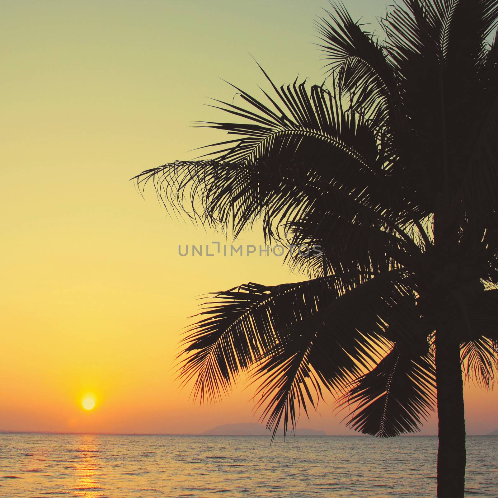 Coconut palm tree with sunrise and retro filter effect  by nuchylee