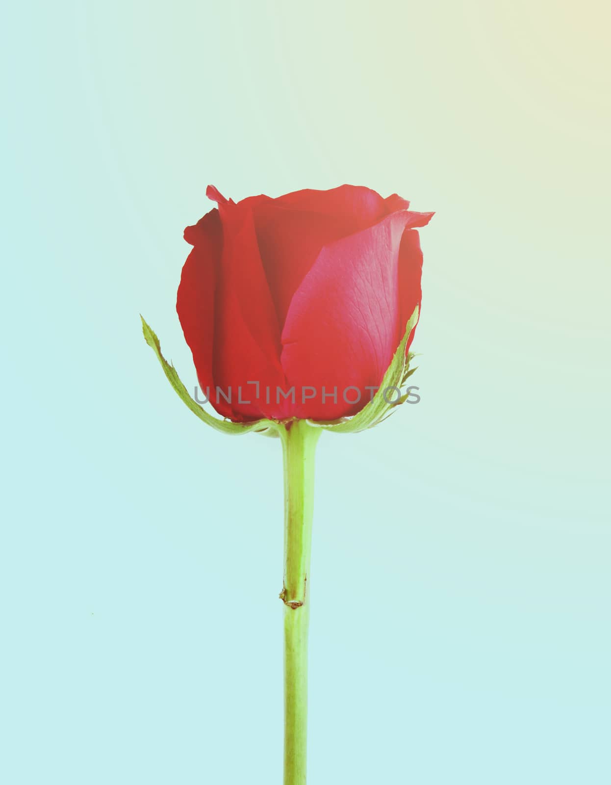 Beautiful red rose  by nuchylee