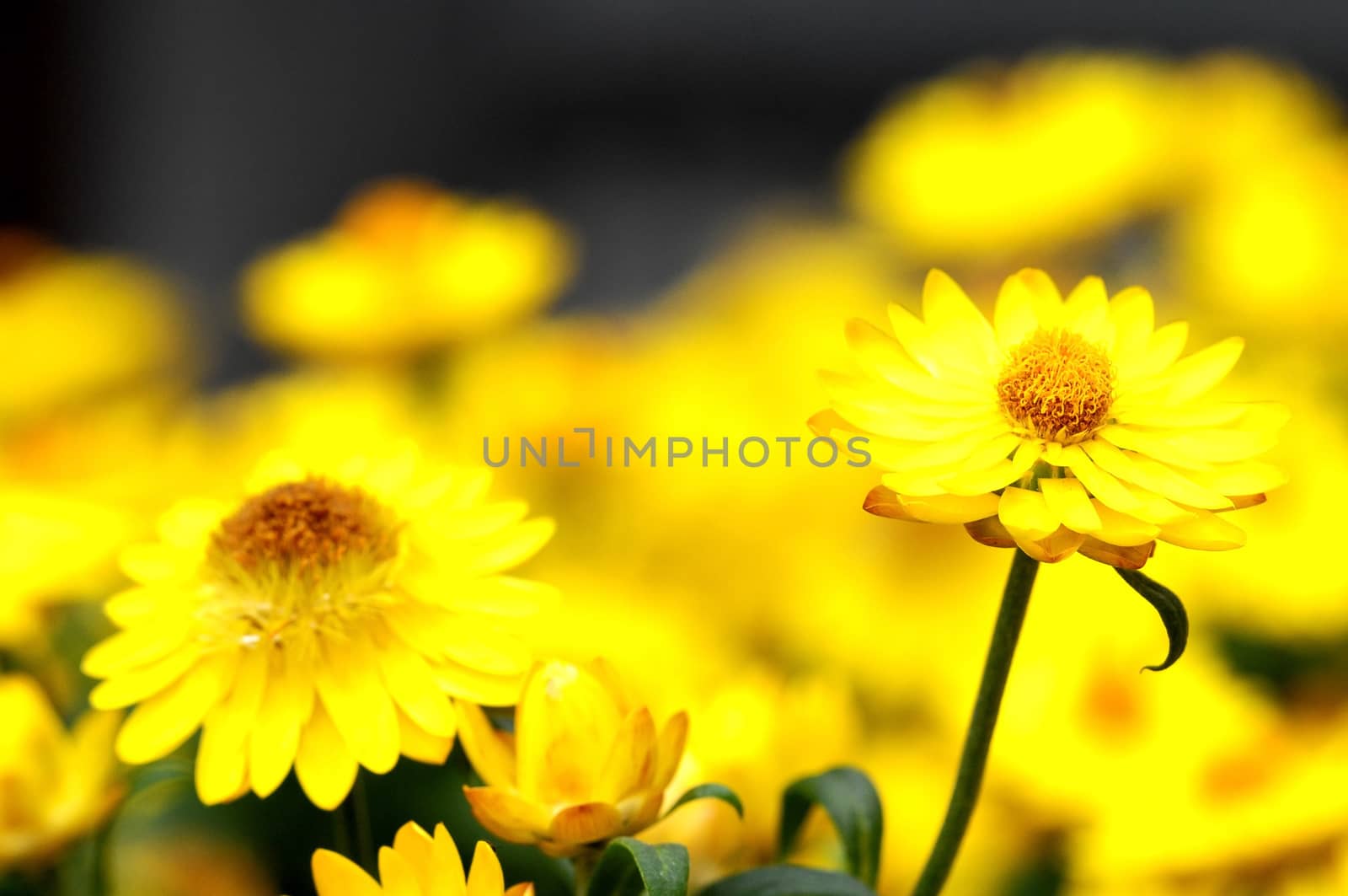 Some Very Colored Flowers on a Green Garden