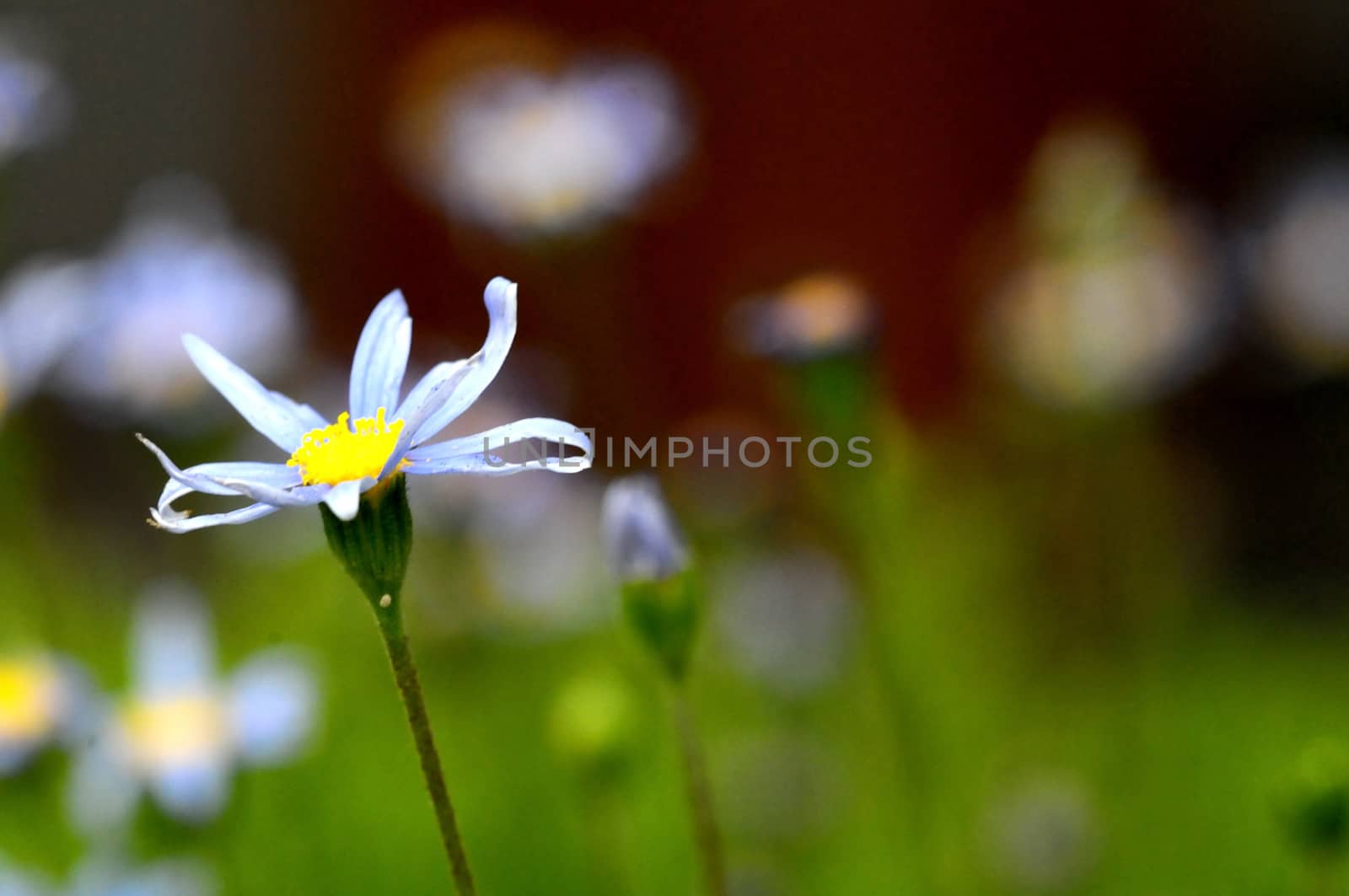 Some Very Colored Flowers on a Green Garden