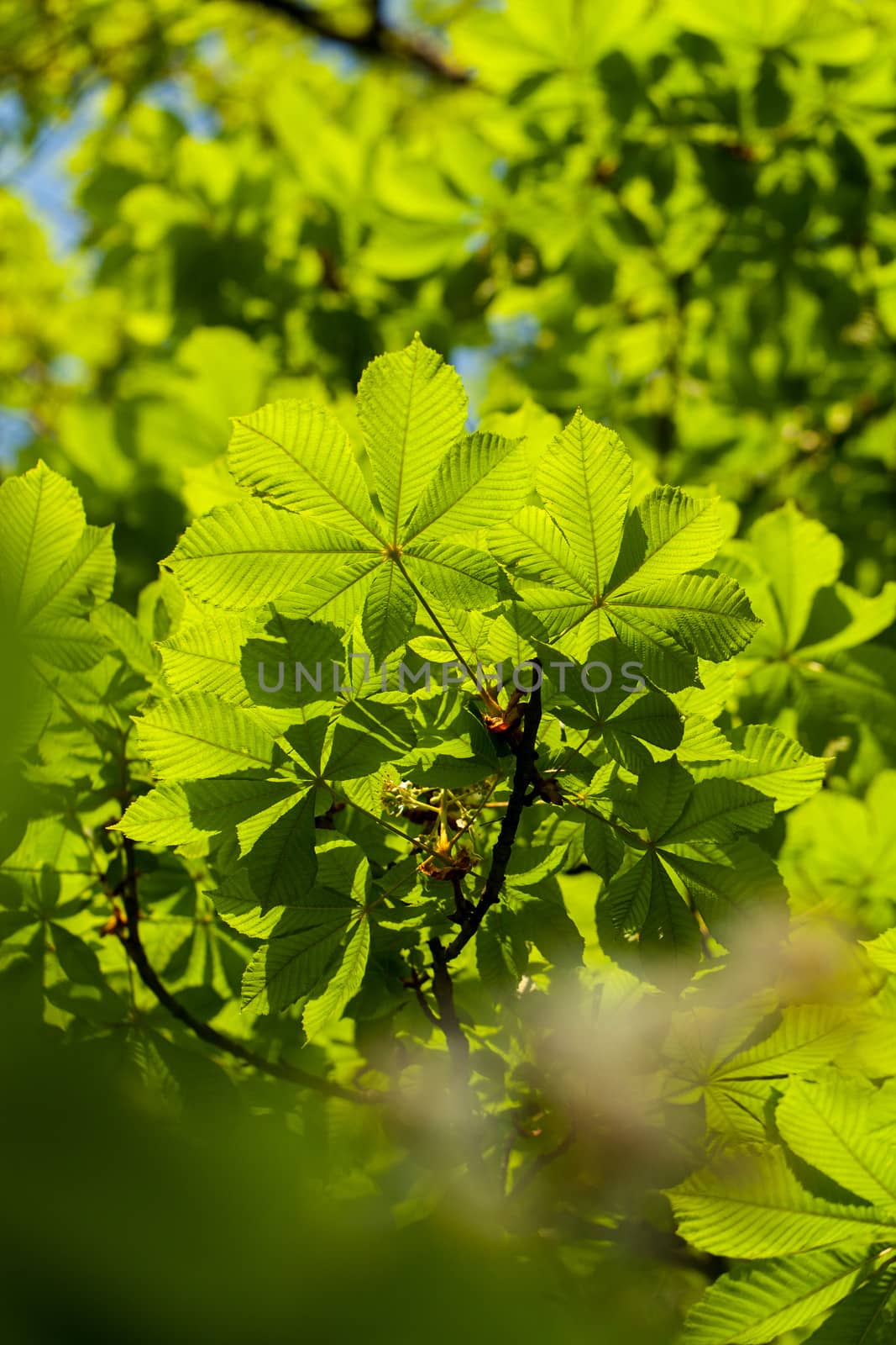 Maple leaf lit by sun. Closeup