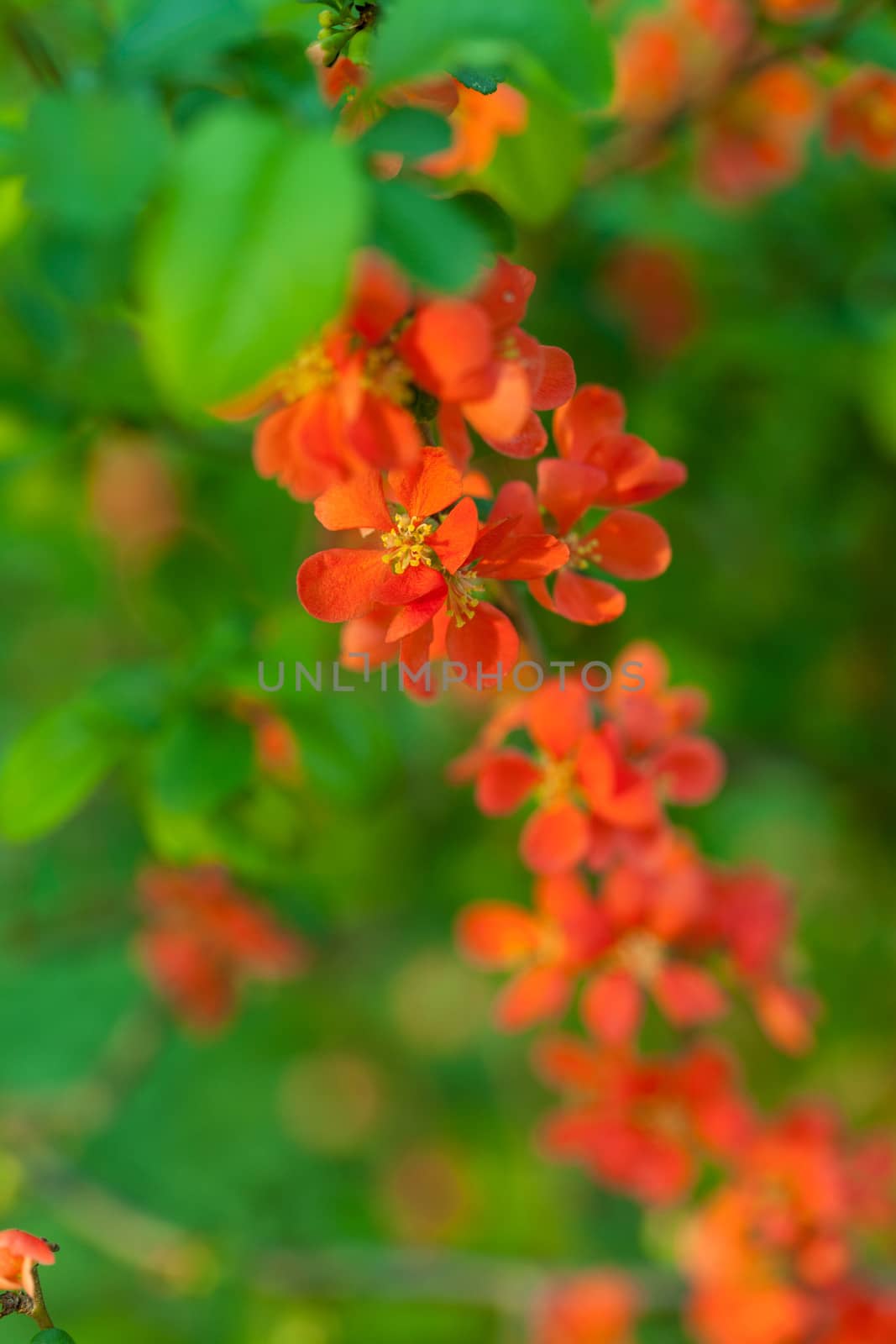 Bush of chaenomeles japonica blossoms in the spring