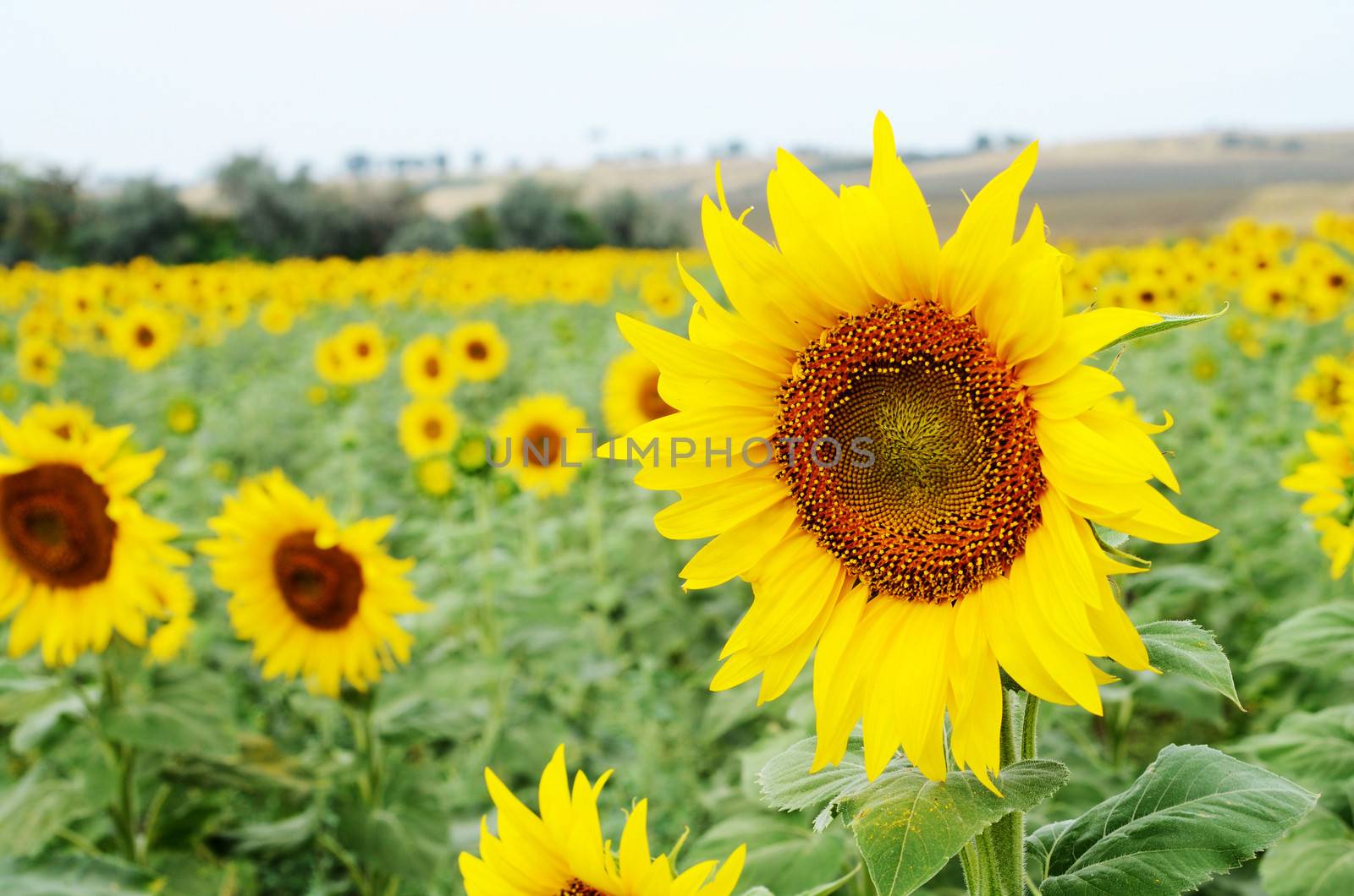 Sunflower field near Odessa,Ukraine