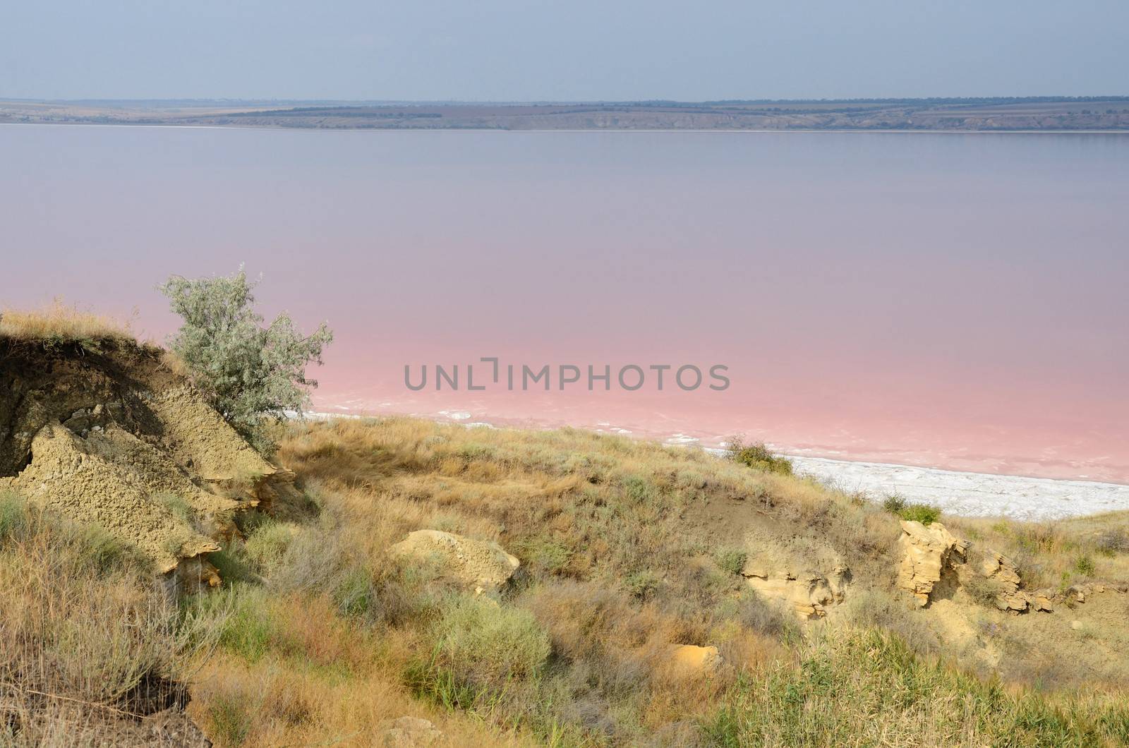 Red water of salt Kuyalnicky liman,painted by red weeds,analog of Dead sea,Odessa,Ukraine