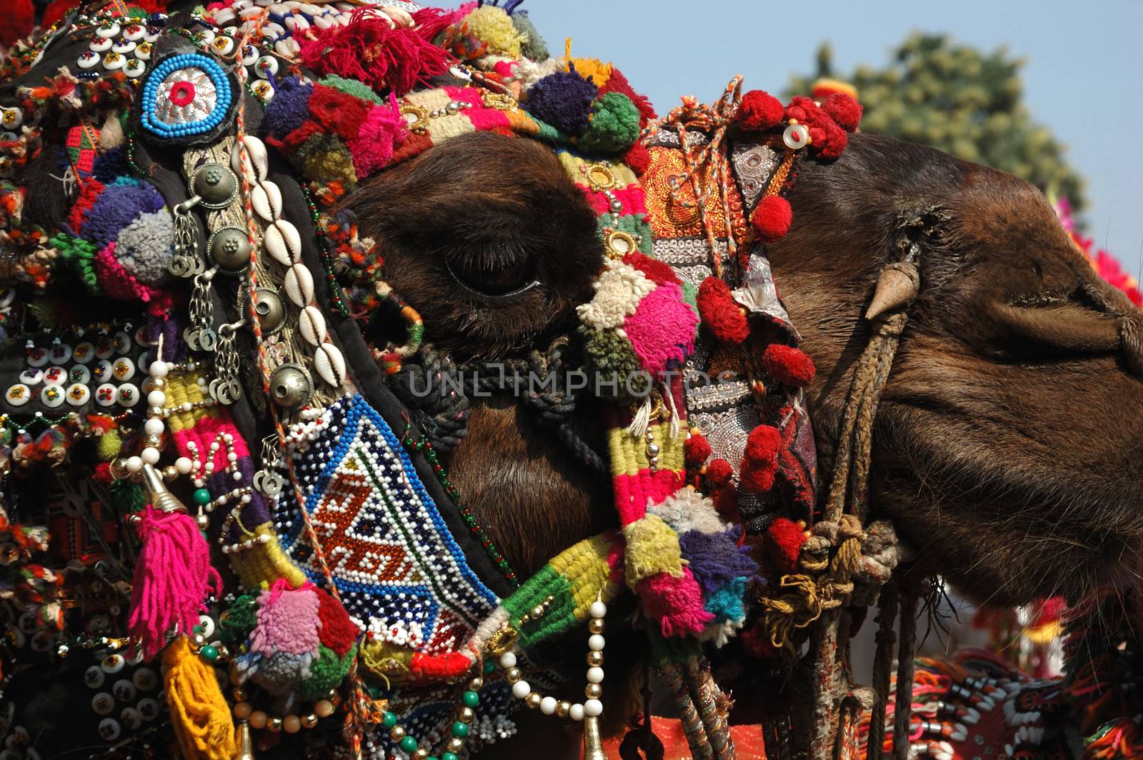 Decorated camel head,Pushkar fair,Rajasthan,India