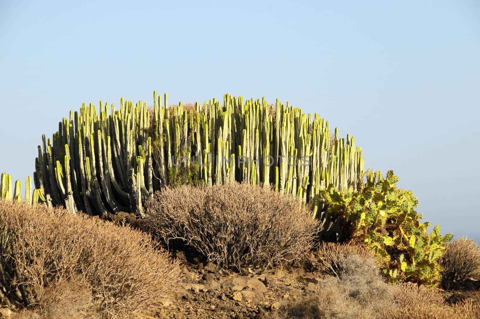 Green Big Cactus in the Desert by underworld