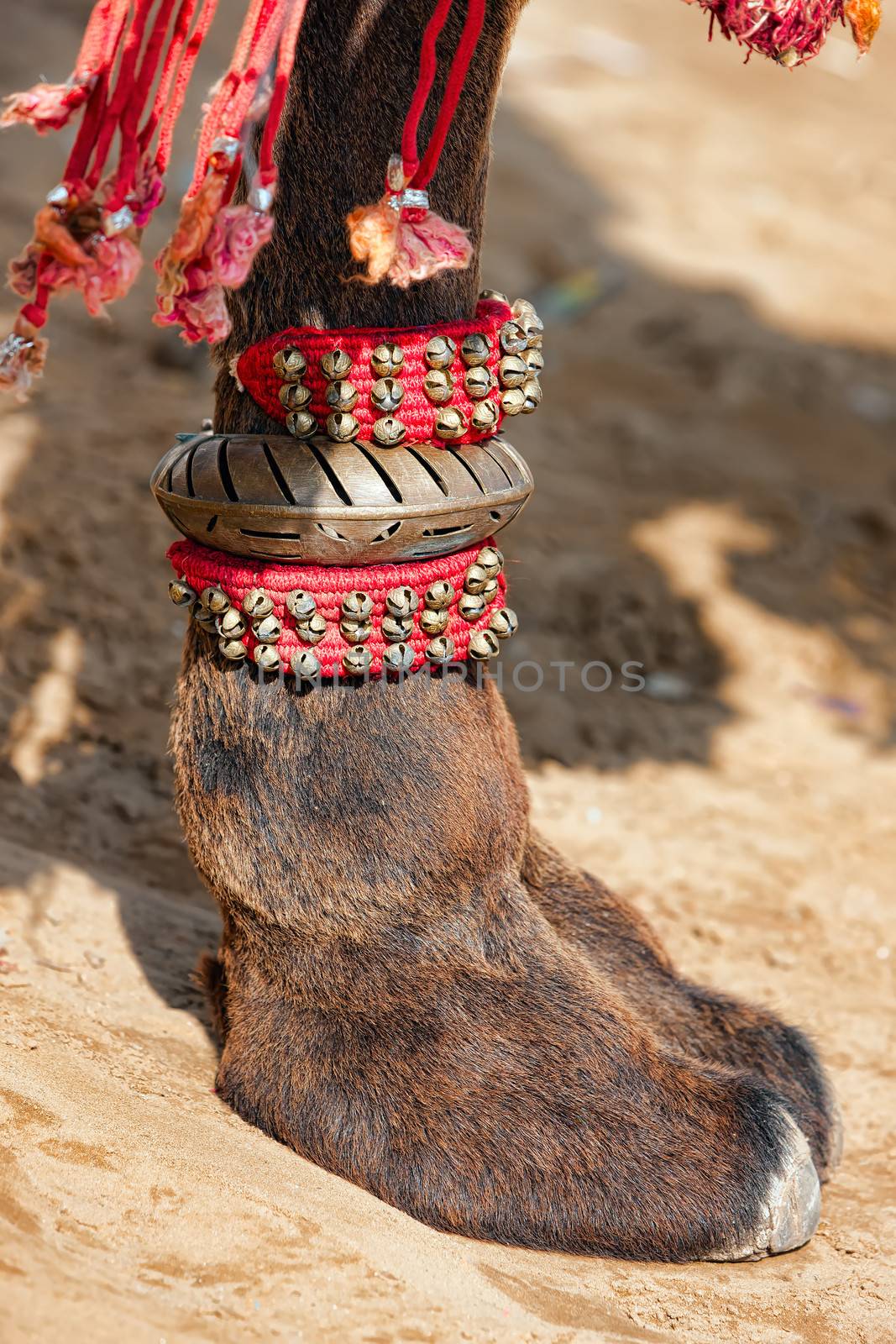 Decorated camel foot  by vladimir_sklyarov