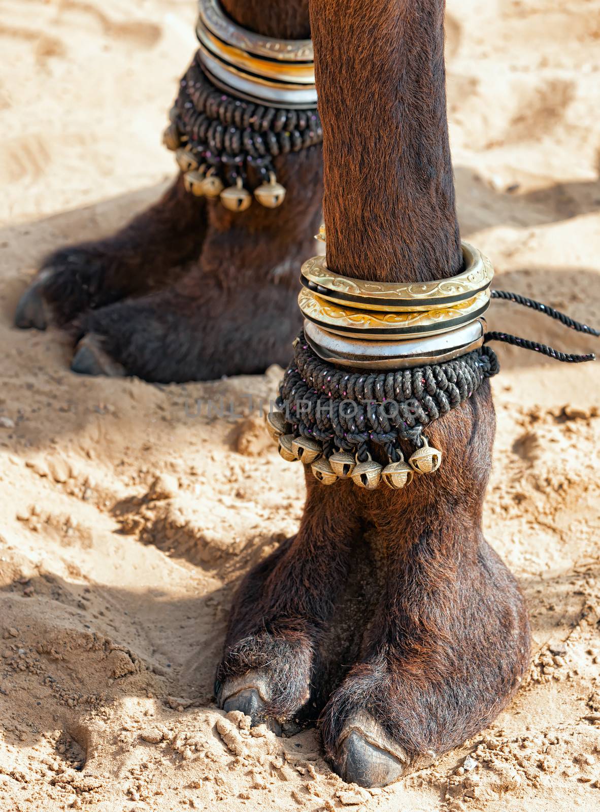 Beautifully decorated camel foot at the Pushkar Fair in India.