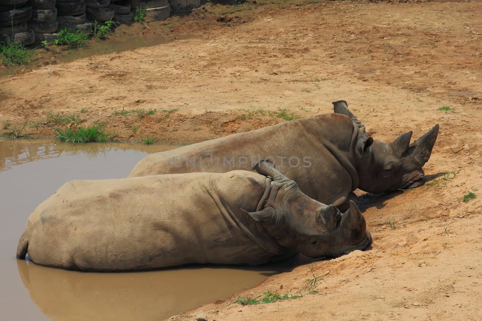 Rhinos laying in the mud.