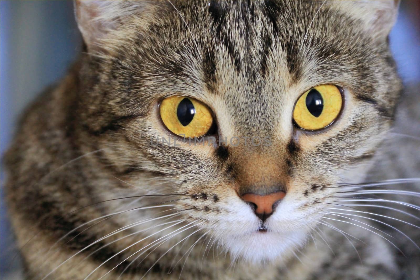 Image of cat's portrait with yellow eyes 