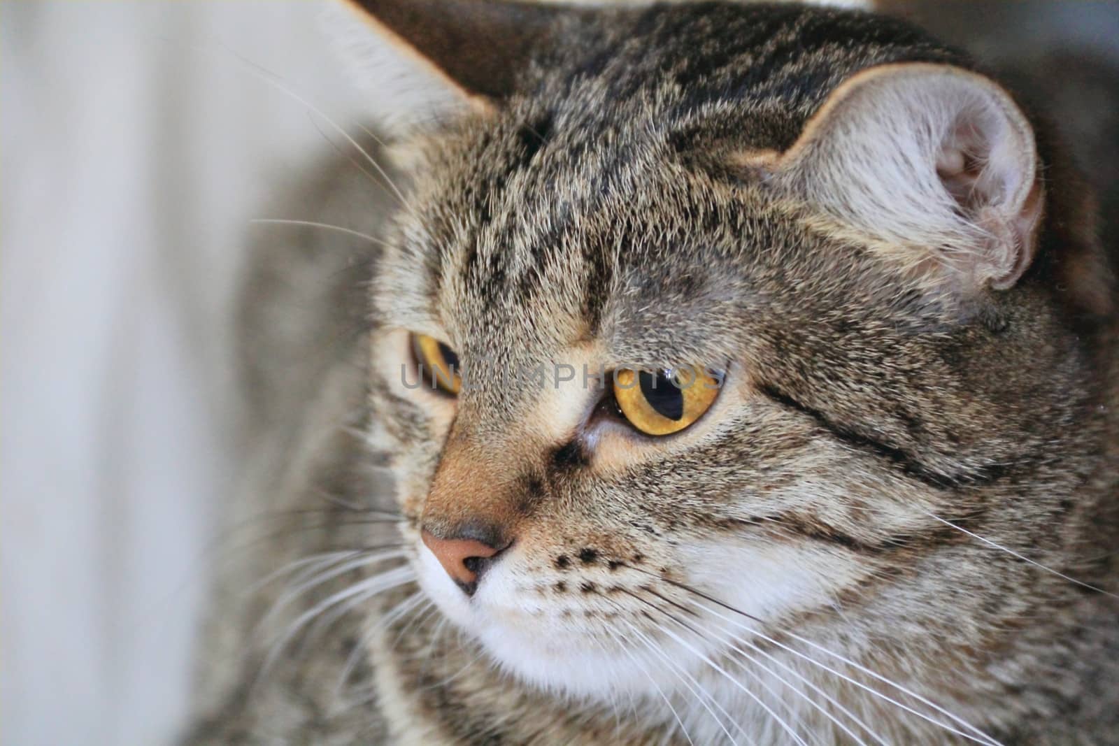 Image of cat's portrait with yellow eyes 