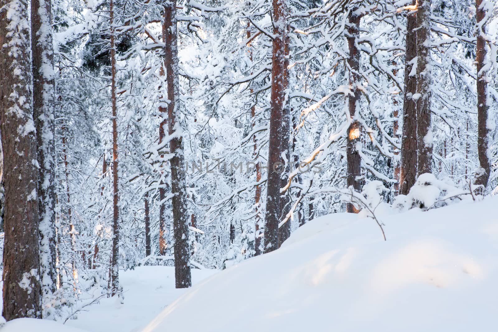 Forest full of snow at evening time.