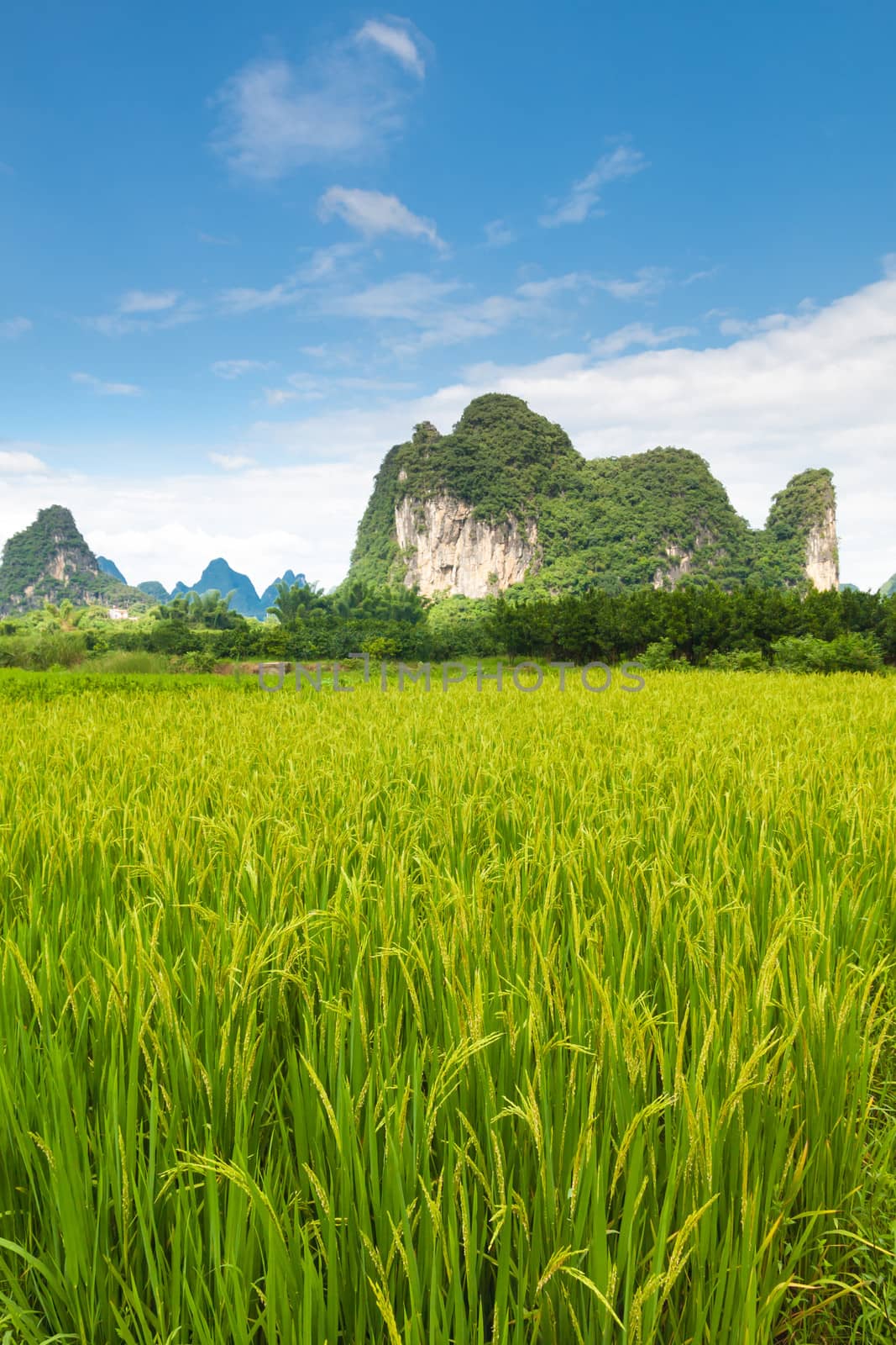 Idyllic photo of rice fields in southern china